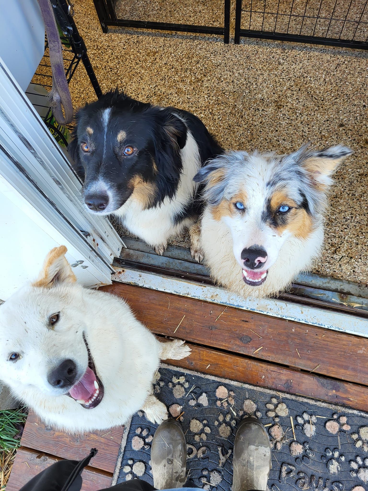 Three dogs are standing in a doorway looking up at the camera