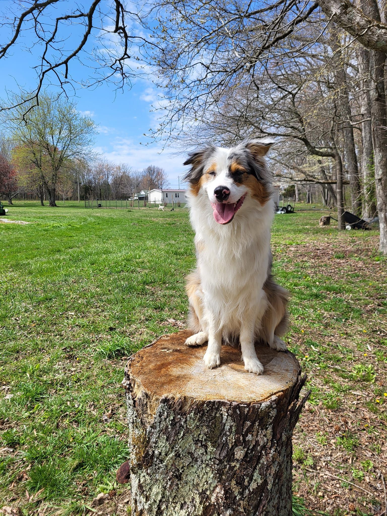 A dog is sitting on top of a tree stump in a park