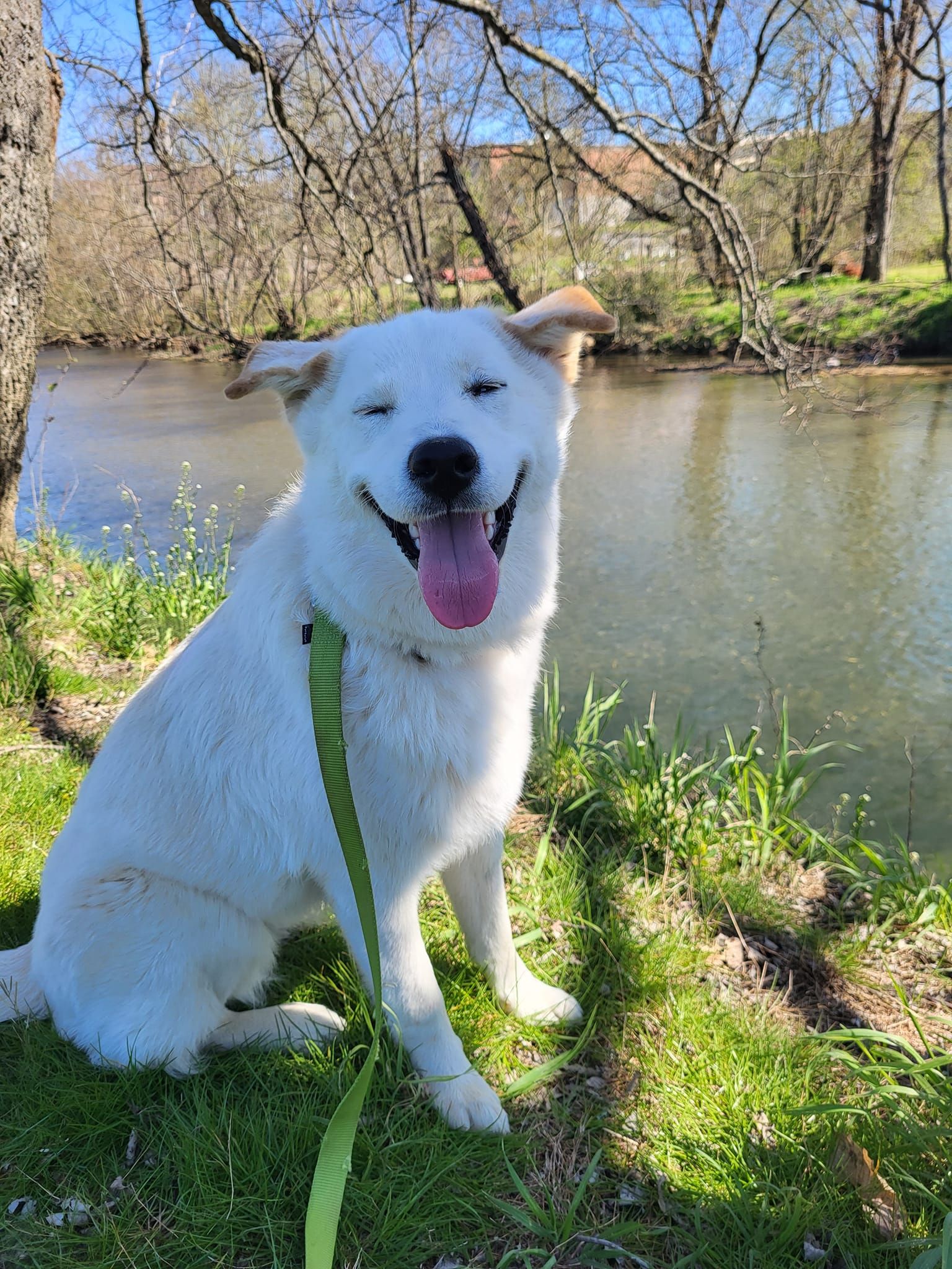 A white dog is sitting in the grass next to a river