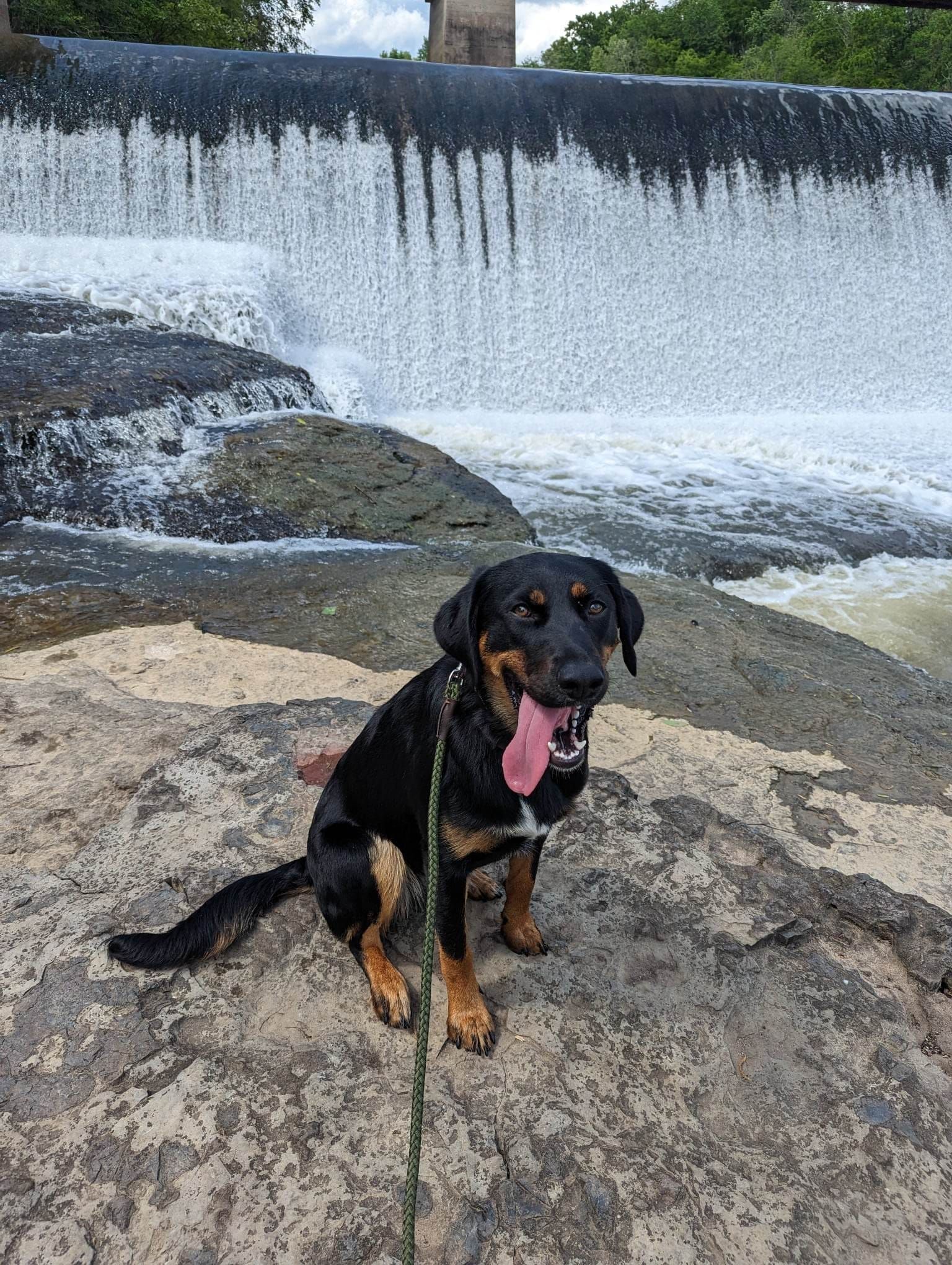 A black and brown dog is sitting on a rock in front of a waterfall