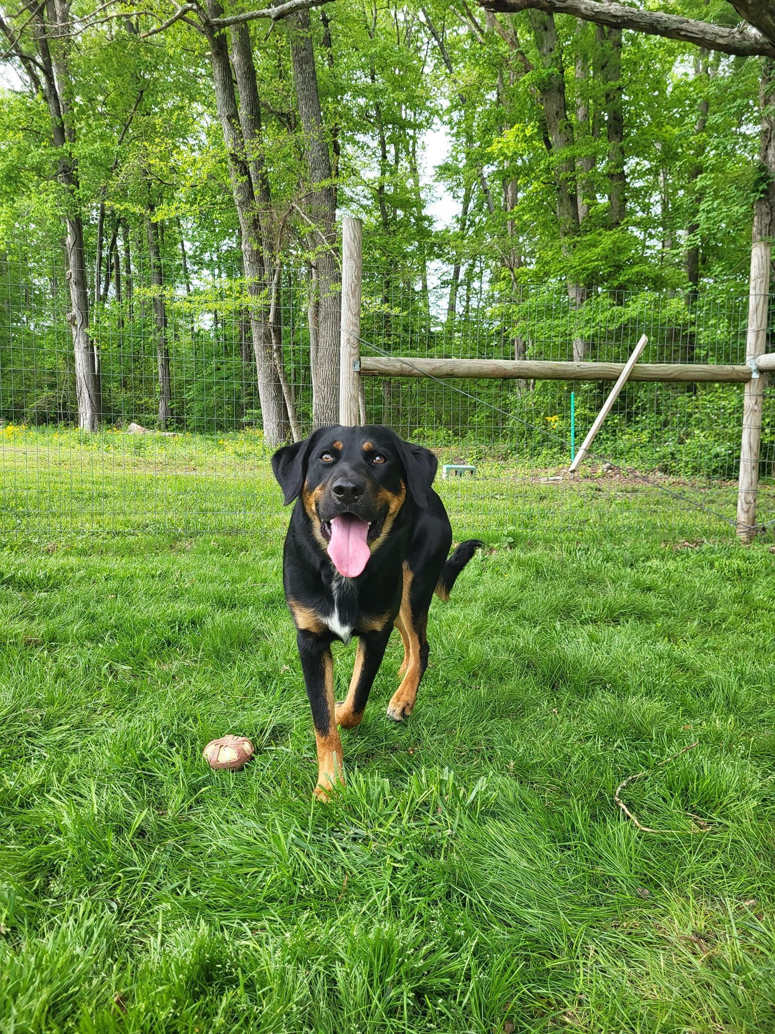 A black and brown dog is running in a grassy field