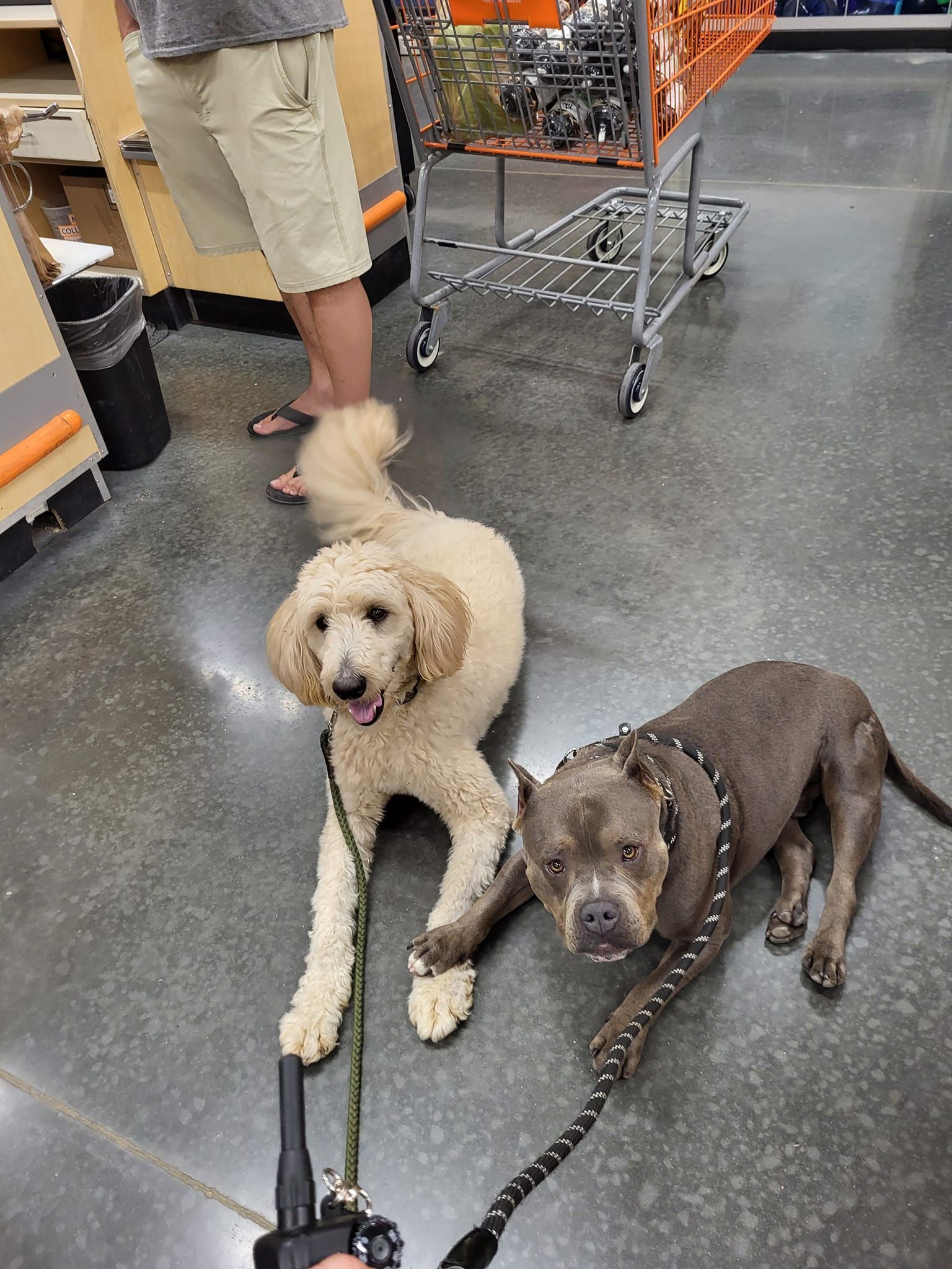 A poodle and a pit bull are sitting next to each other in a store