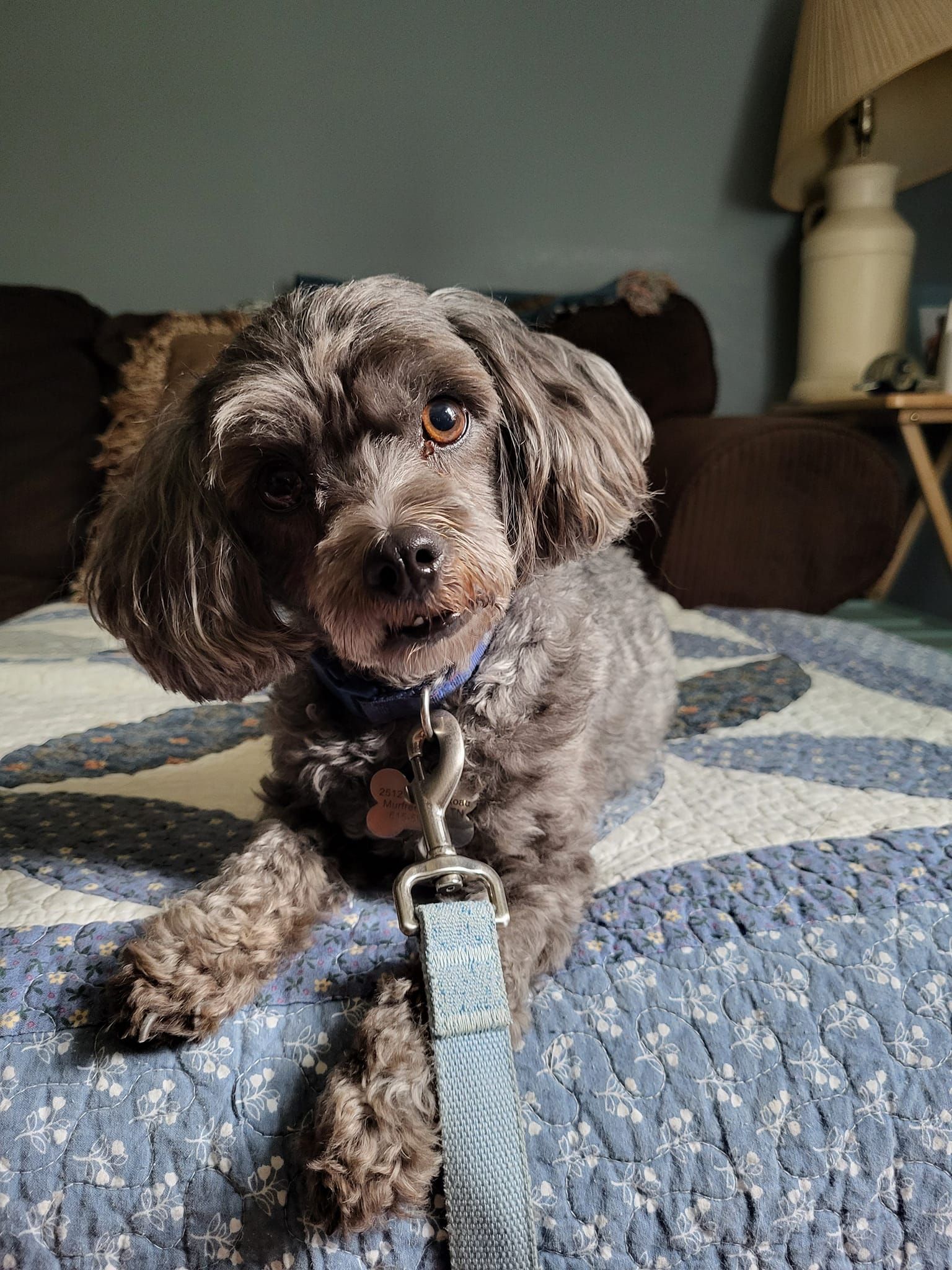 A small dog is laying on a bed on a leash