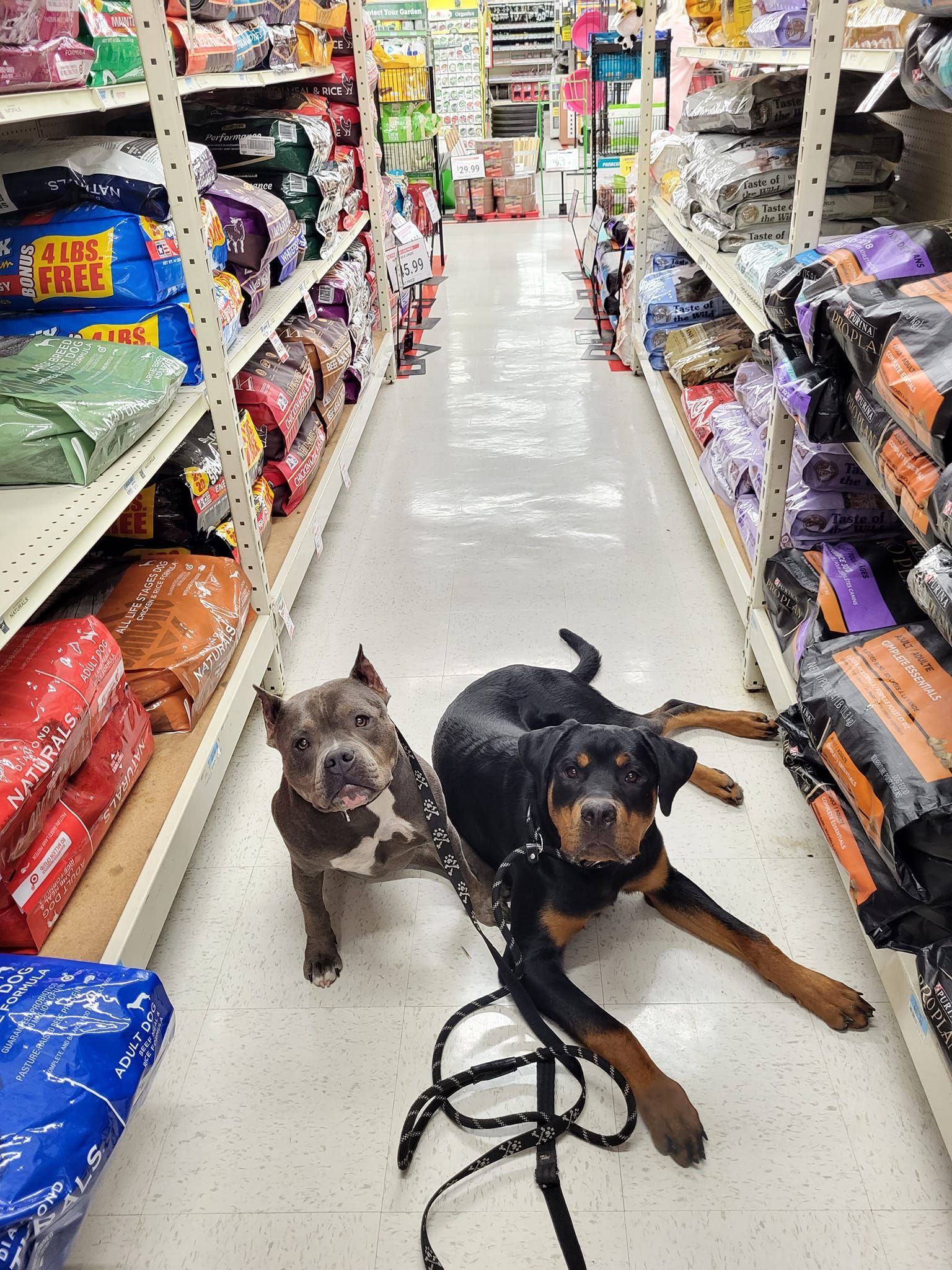 Two dogs are laying on the floor of a pet store