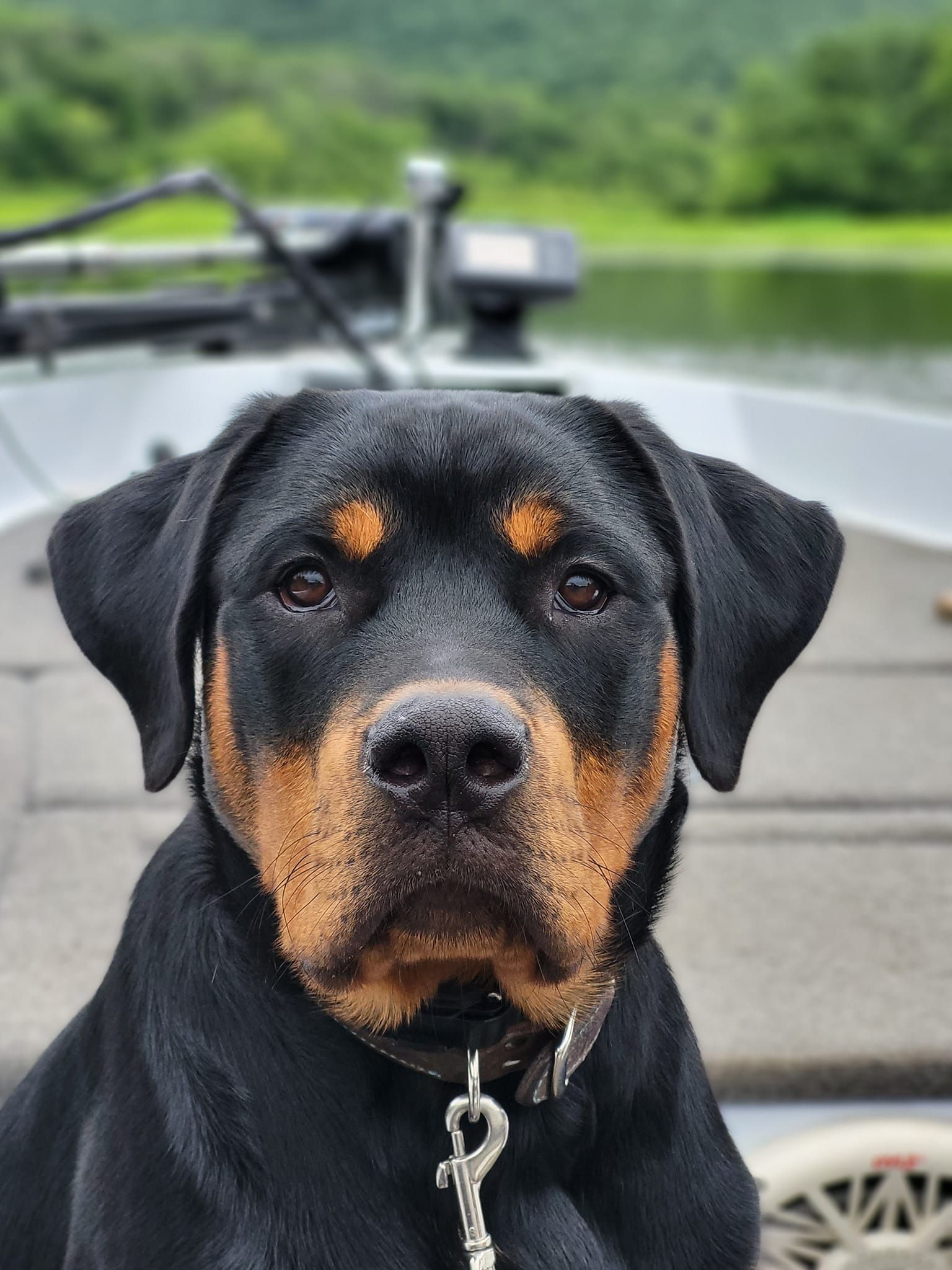 A close up of a black and brown dog on a boat