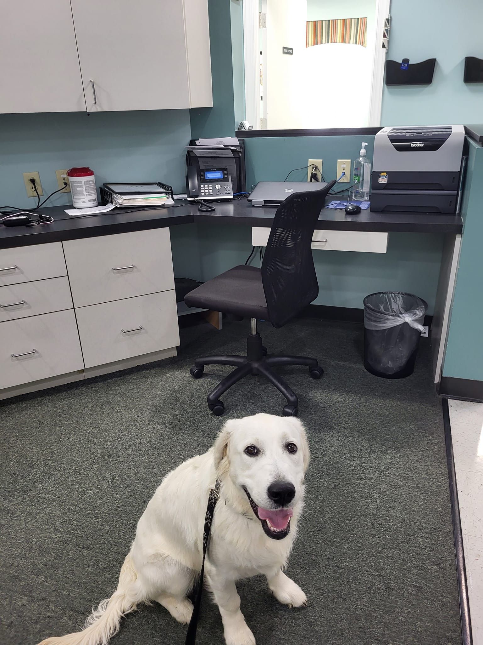 A white dog is sitting in front of a desk and chair