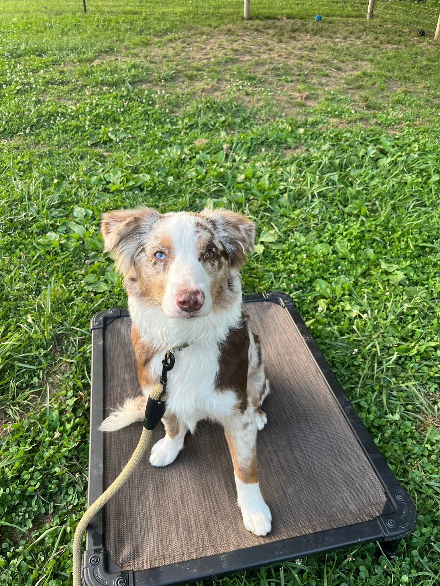 A brown and white dog is sitting on a tray in the grass