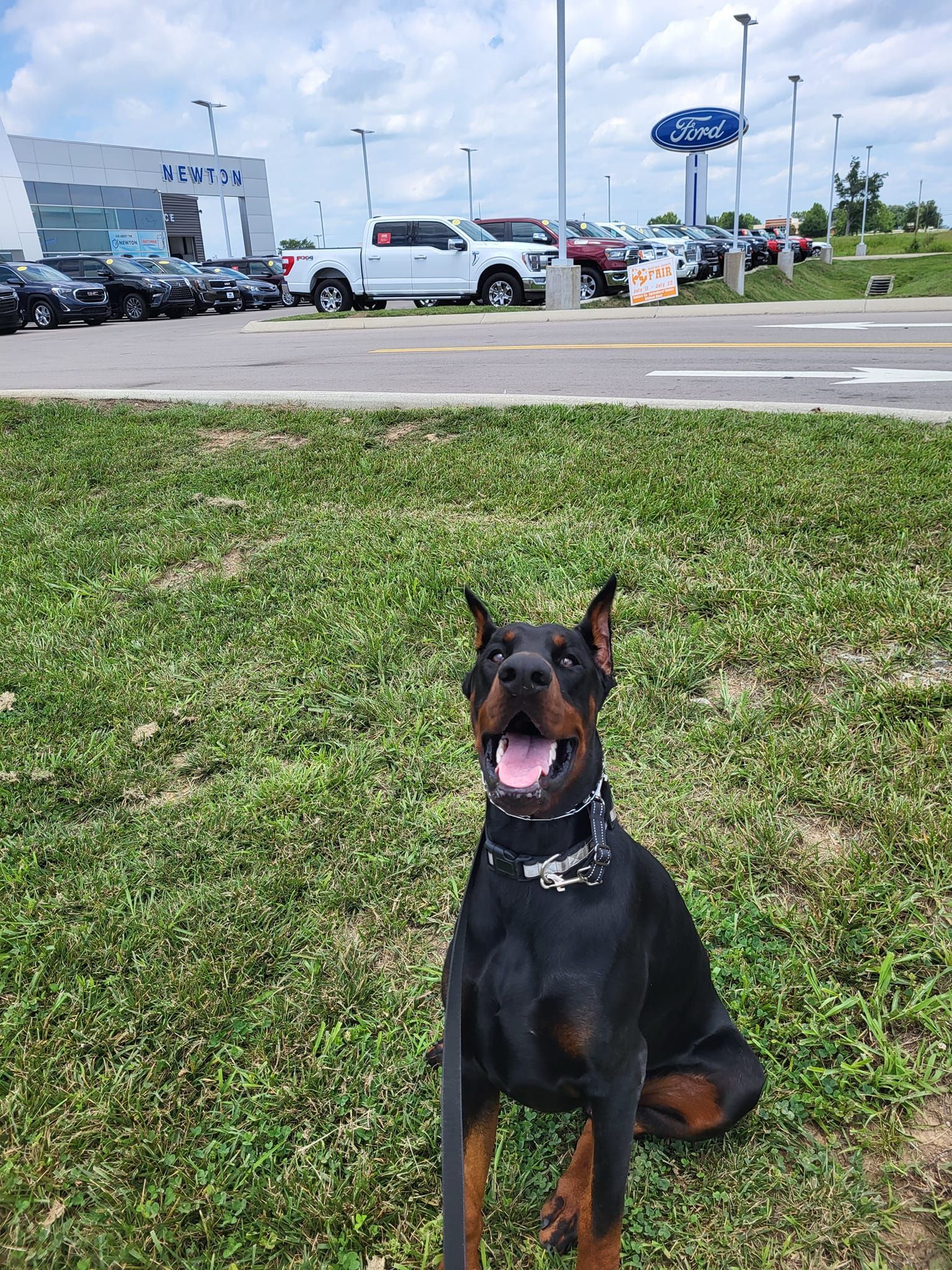 A dog is sitting in the grass in front of a car dealership