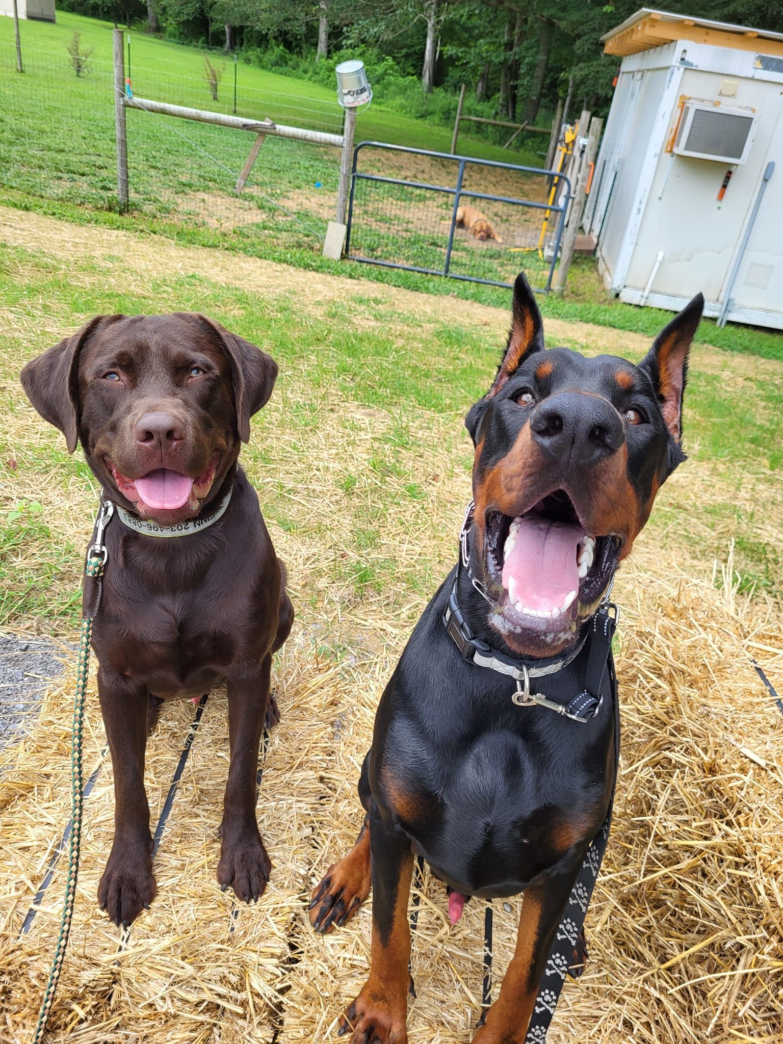 Two dogs are standing next to each other on a pile of hay