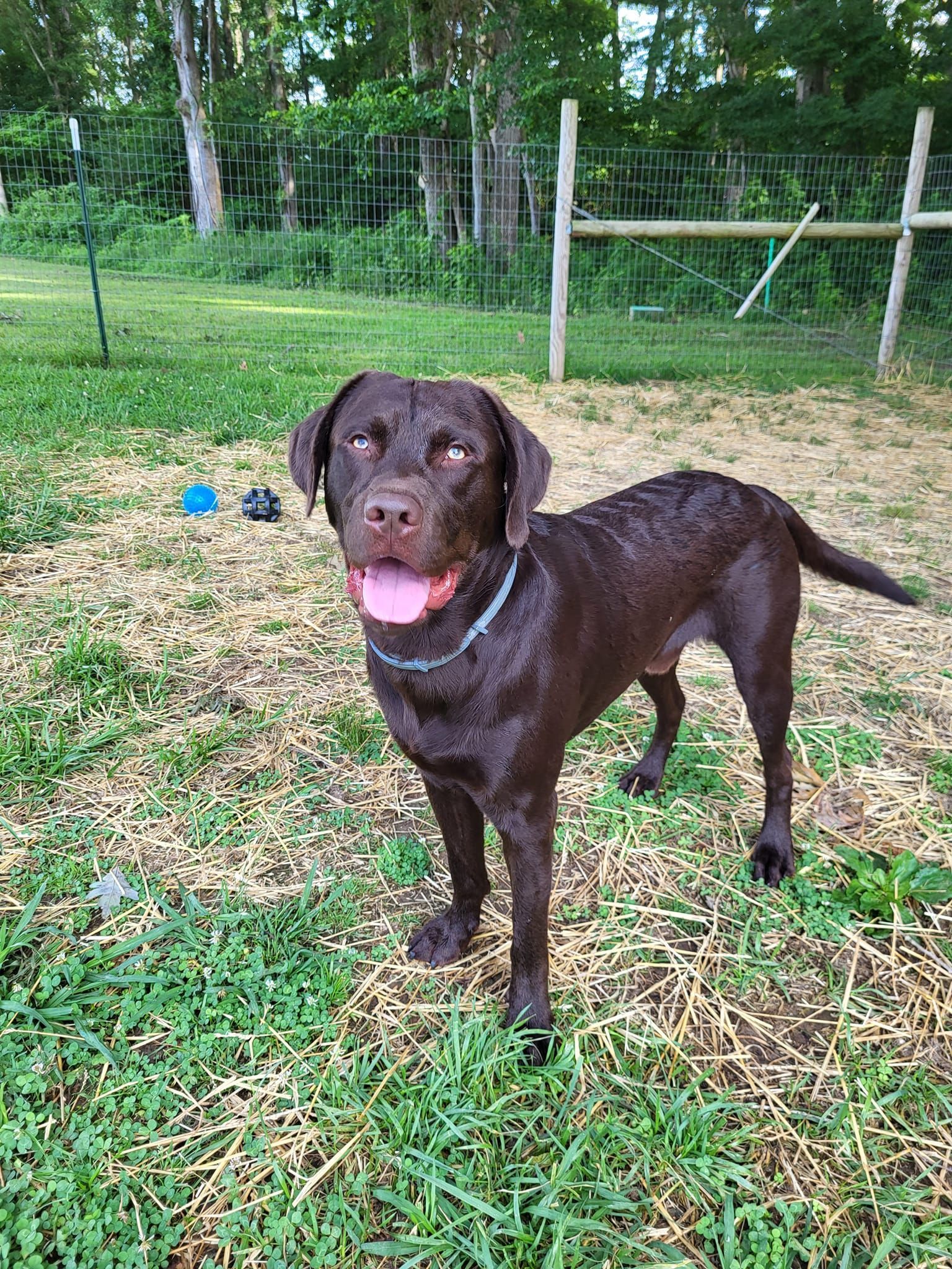 A brown dog is standing in the grass with its tongue out