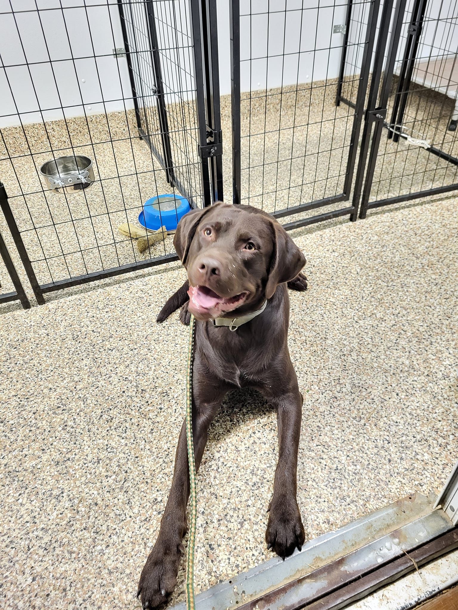 A brown dog is laying on the floor in a kennel