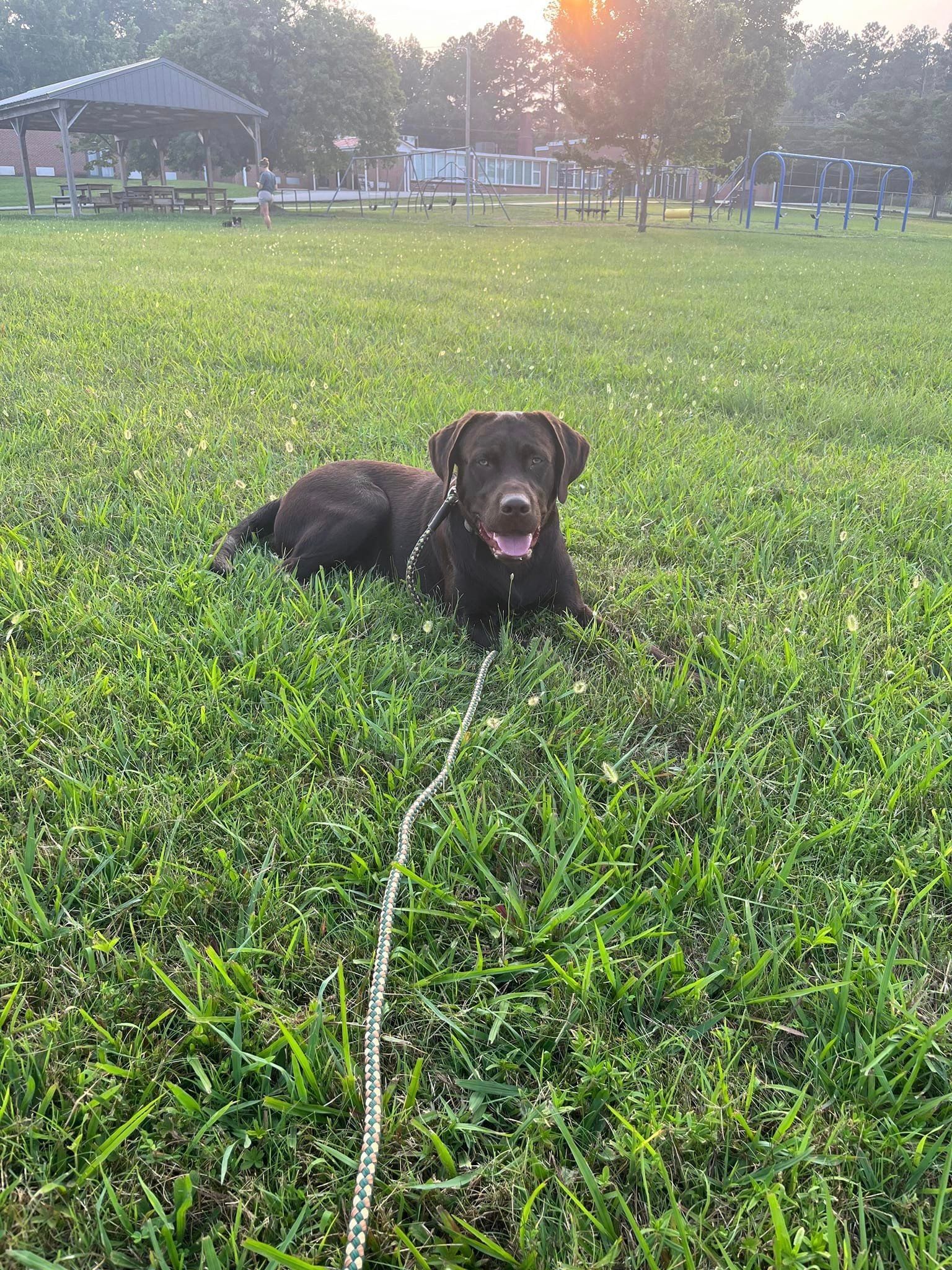 A black dog is laying in the grass on a leash