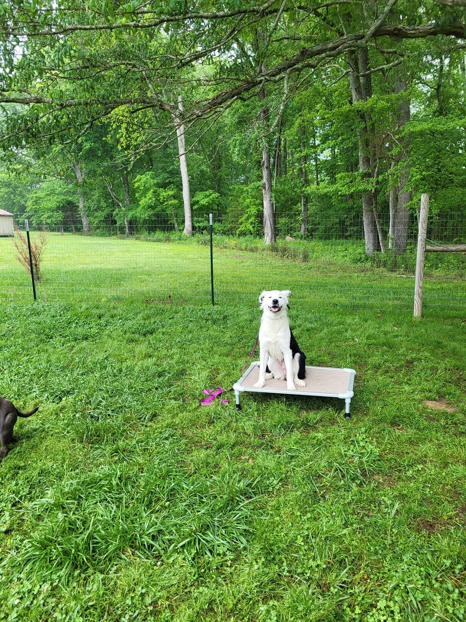 A dog is sitting on a bed in a grassy field