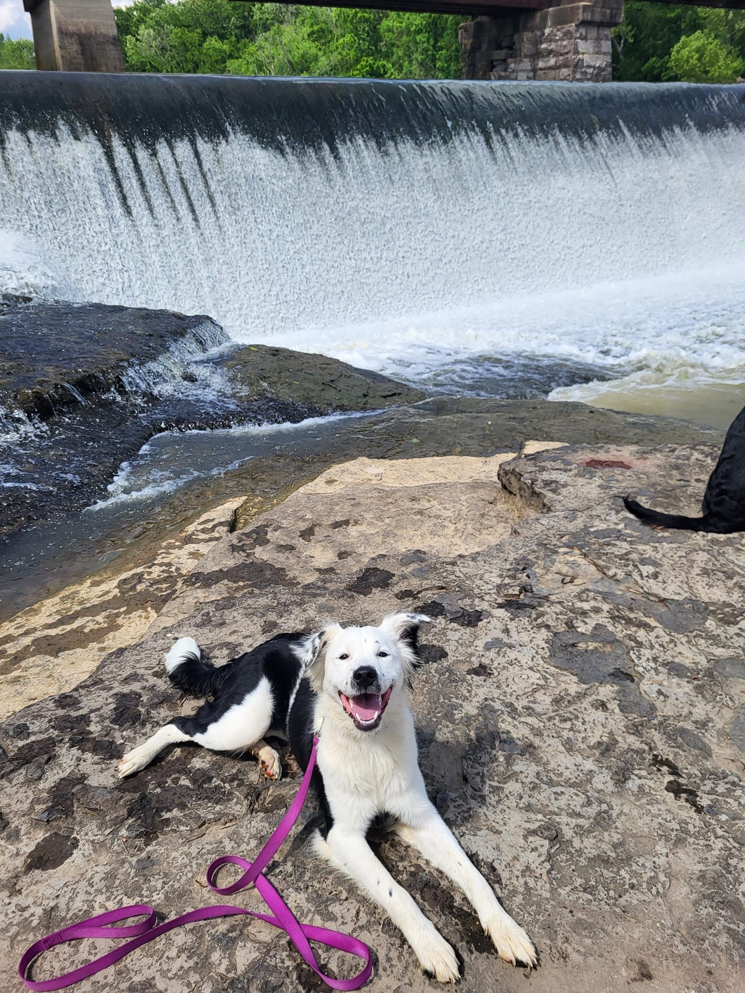 A black and white dog is laying on a rock next to a waterfall