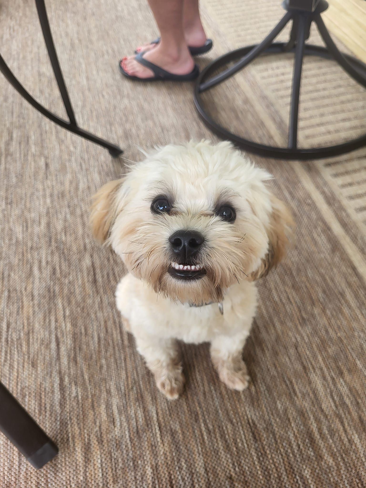 A small white dog is standing on a carpet and looking at the camera