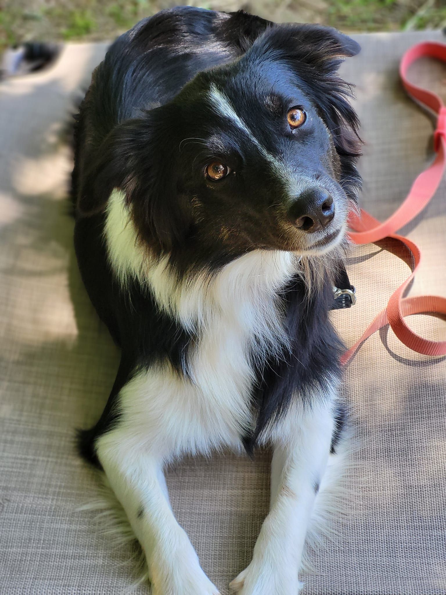 A black and white dog is laying on a blanket with a red leash