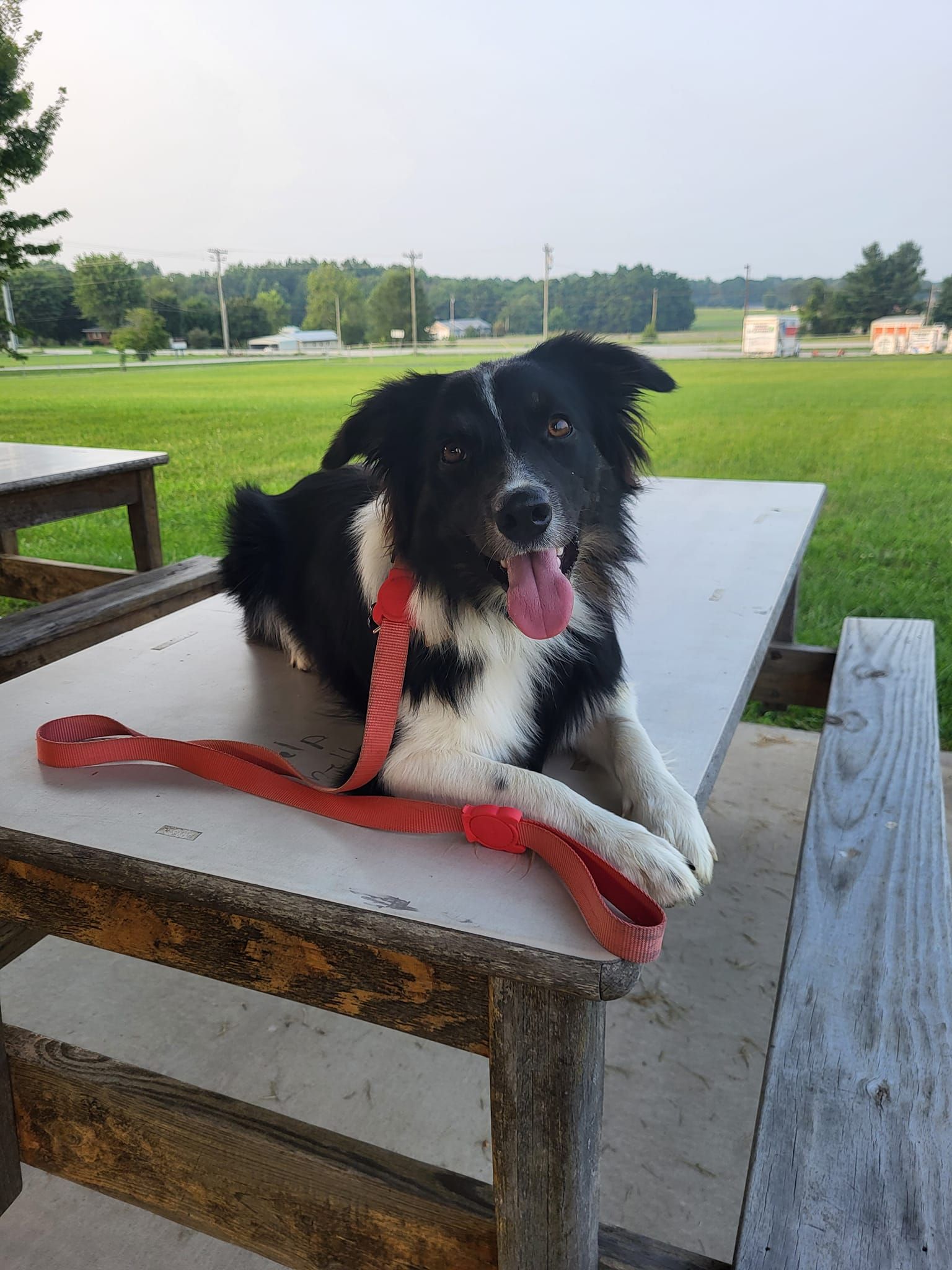 A black and white dog is laying on a picnic table with a red leash