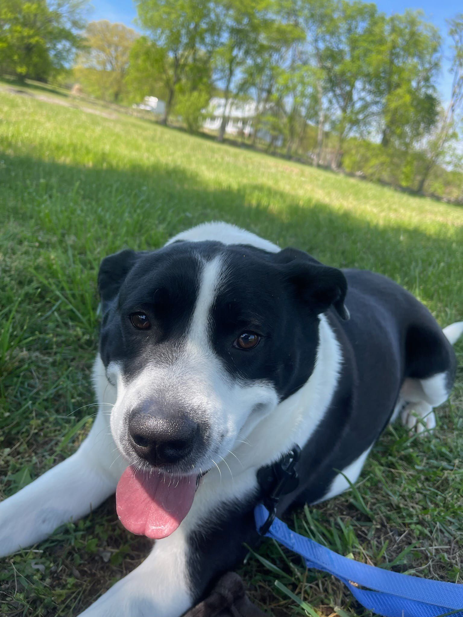 A black and white dog is laying in the grass on a leash