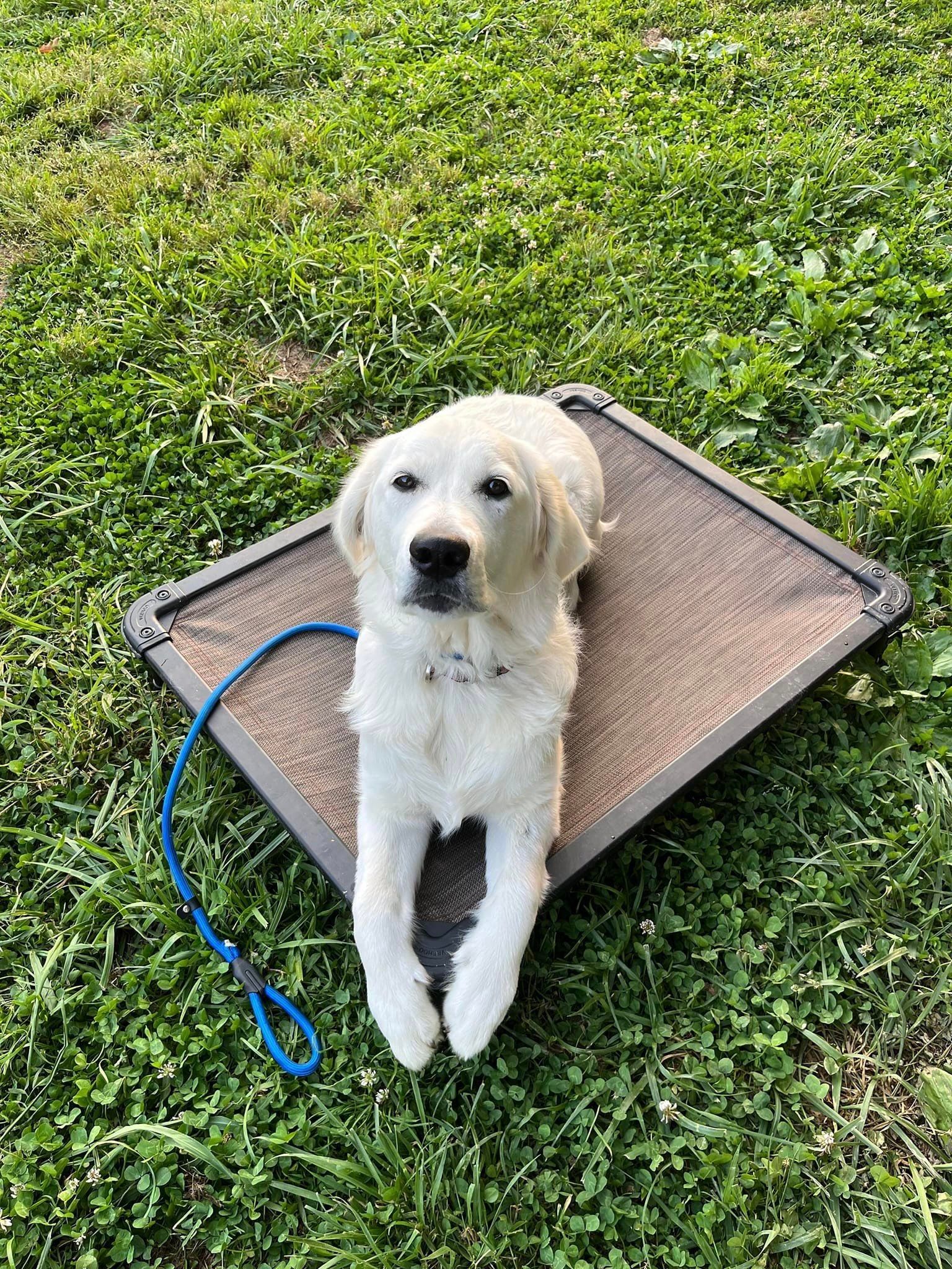 A white dog is laying on a mat in the grass