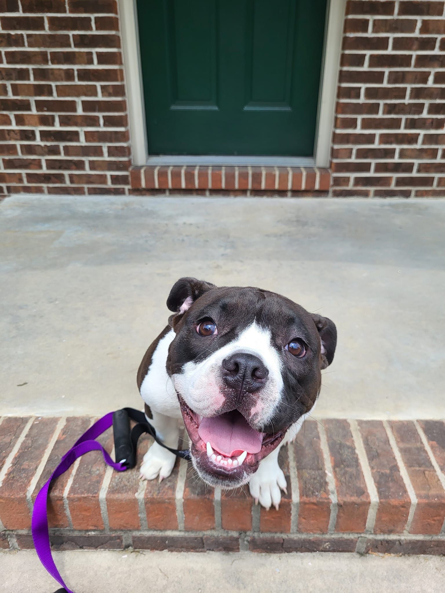 A black and white dog with a purple leash is sitting on a brick porch