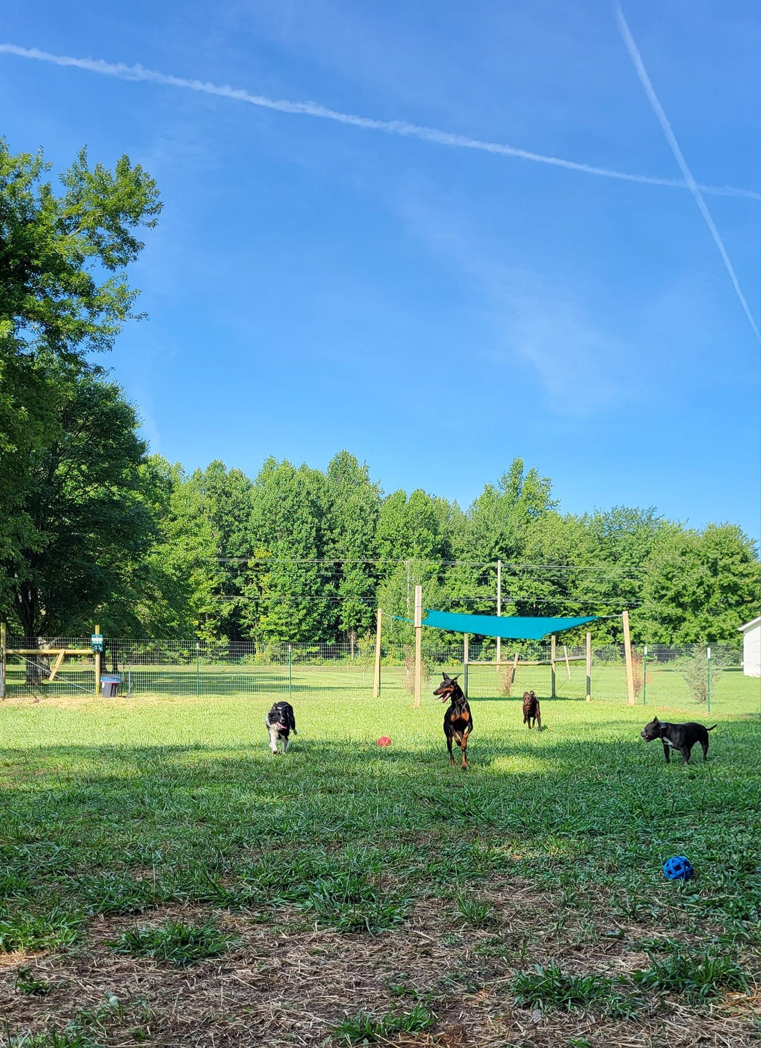 A group of dogs are playing in a park on a sunny day