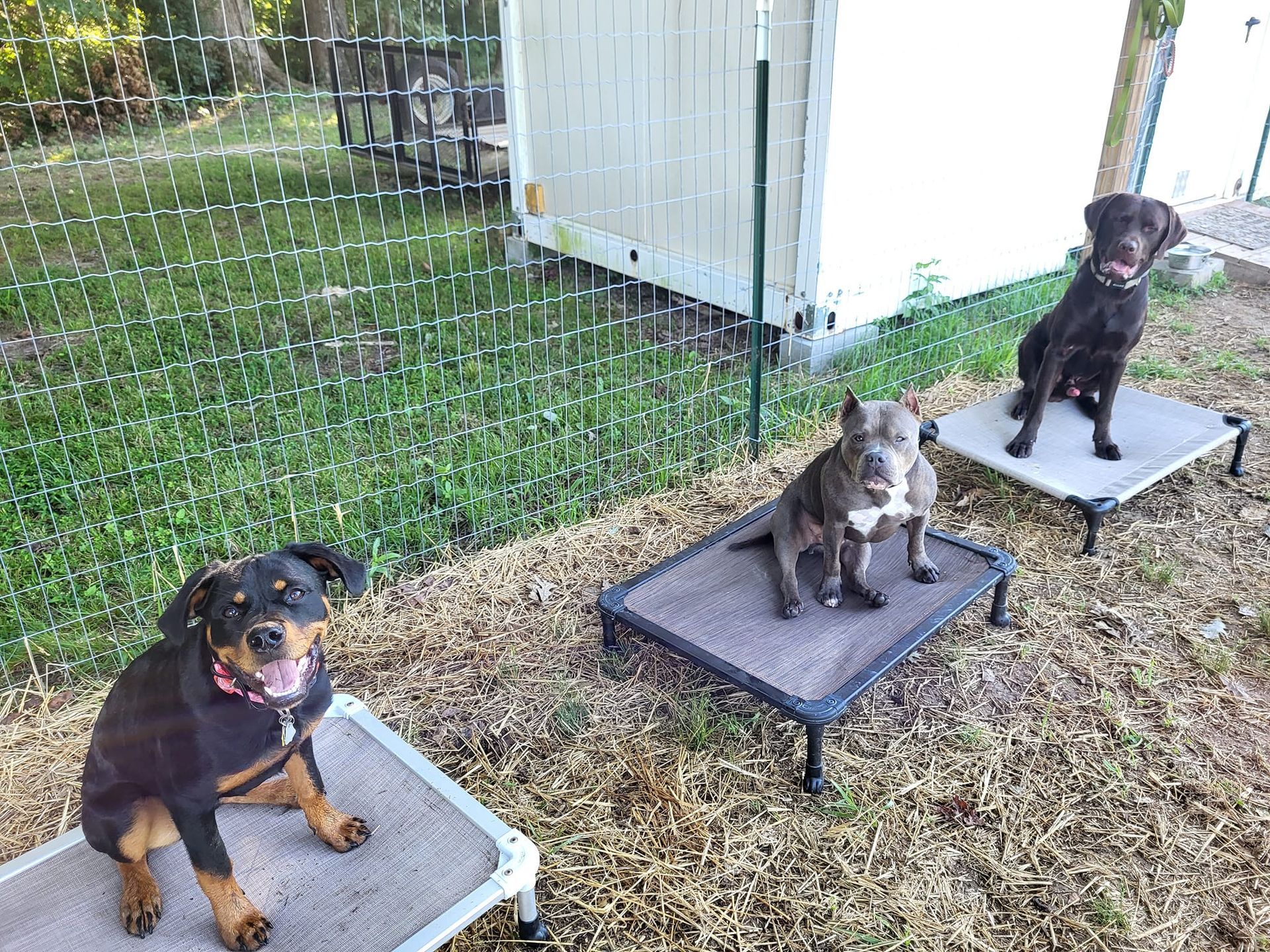 Three dogs are sitting on dog beds in the grass