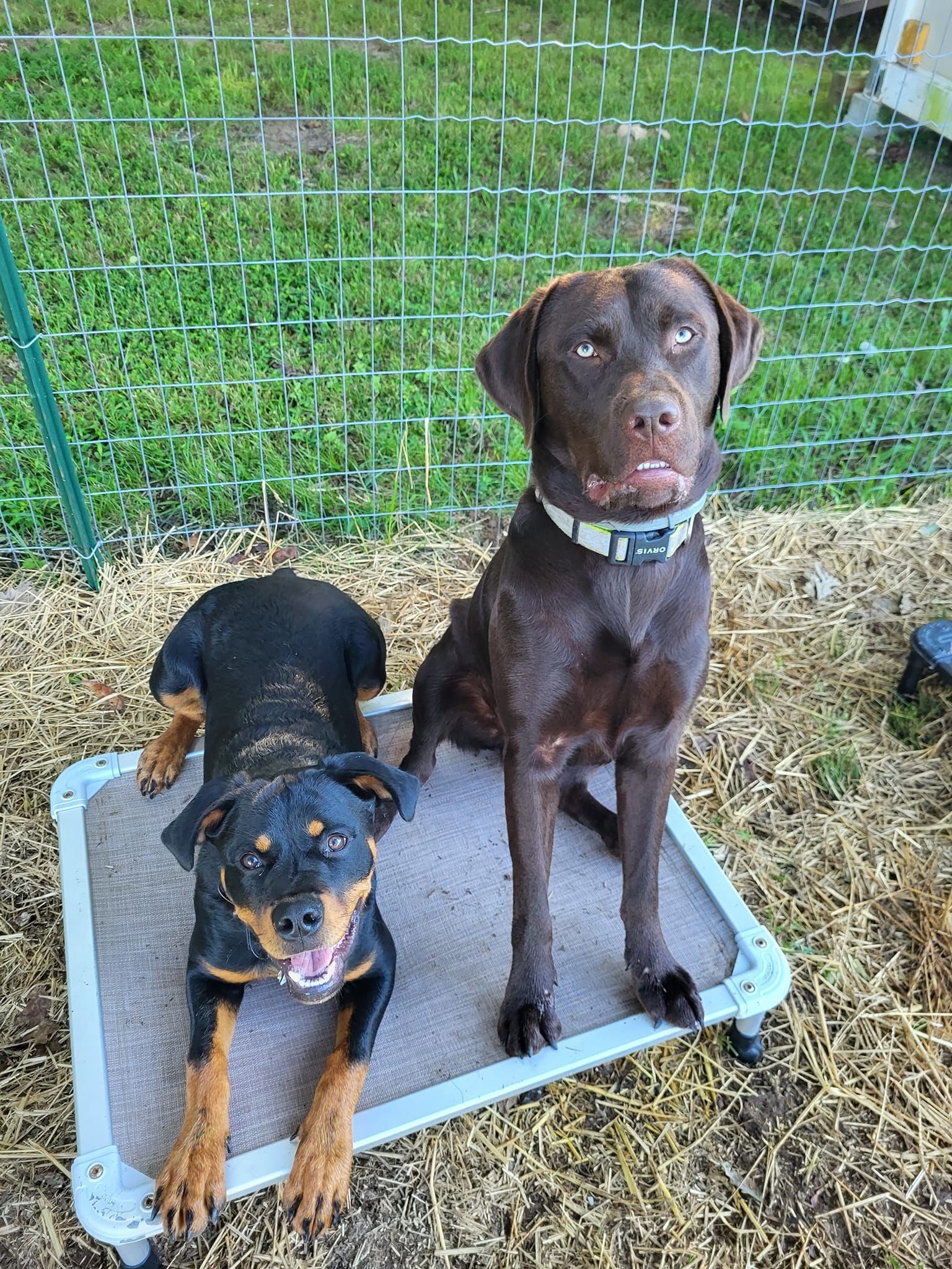 Two dogs, a rottweiler and a labrador retriever, are sitting on a dog bed