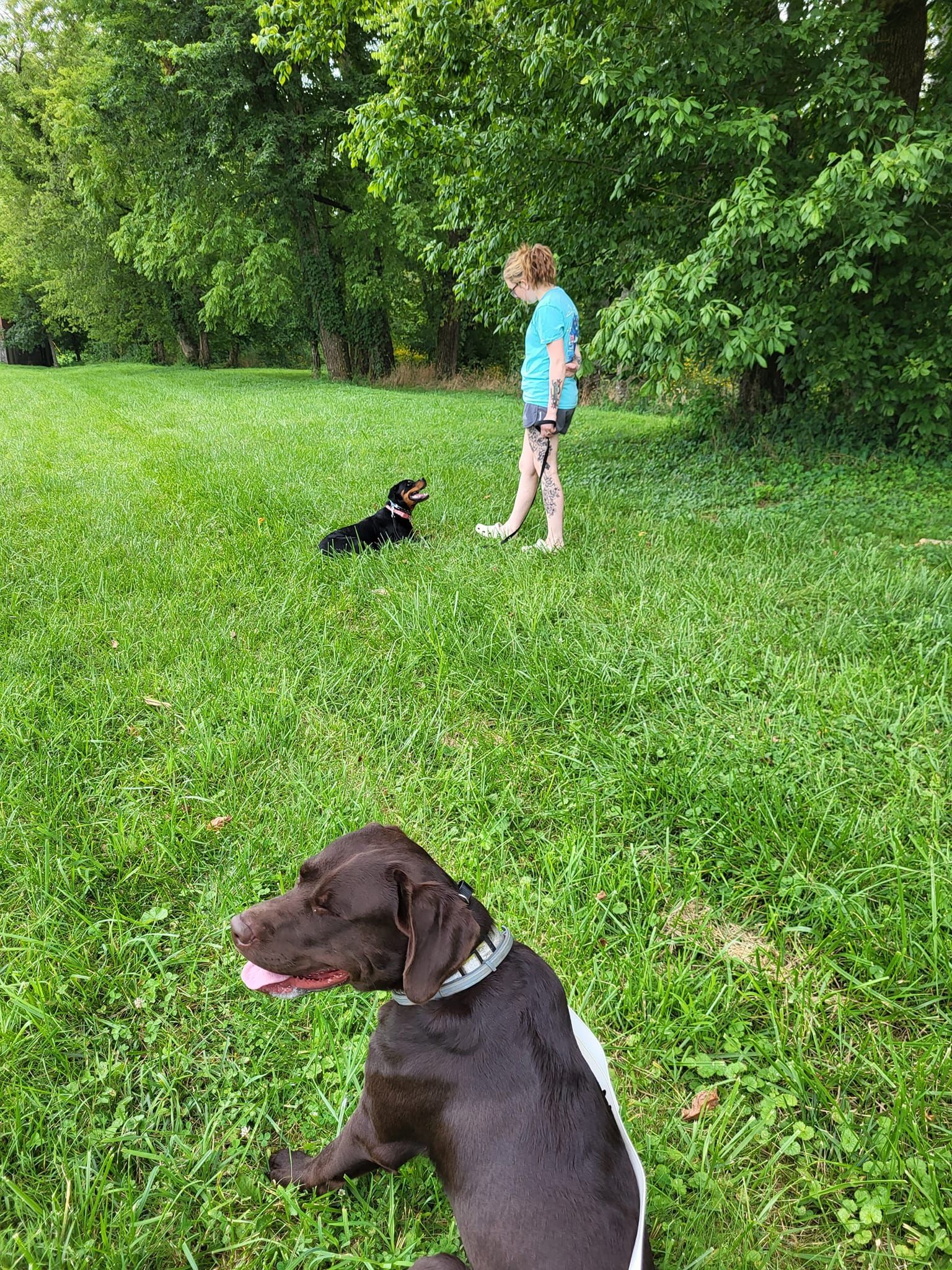 A woman is playing with two dogs in a park