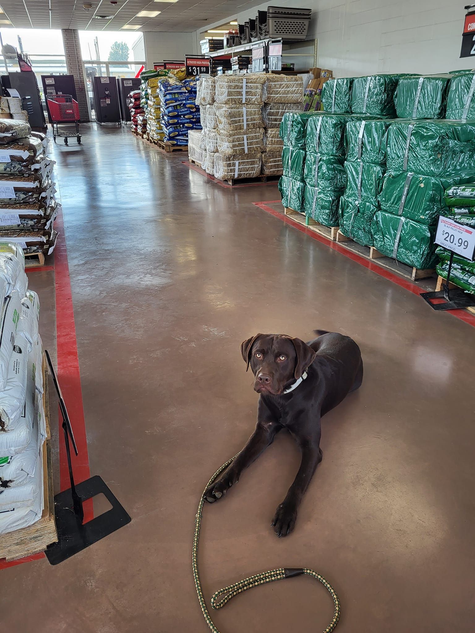 A brown dog is laying on a leash in a store
