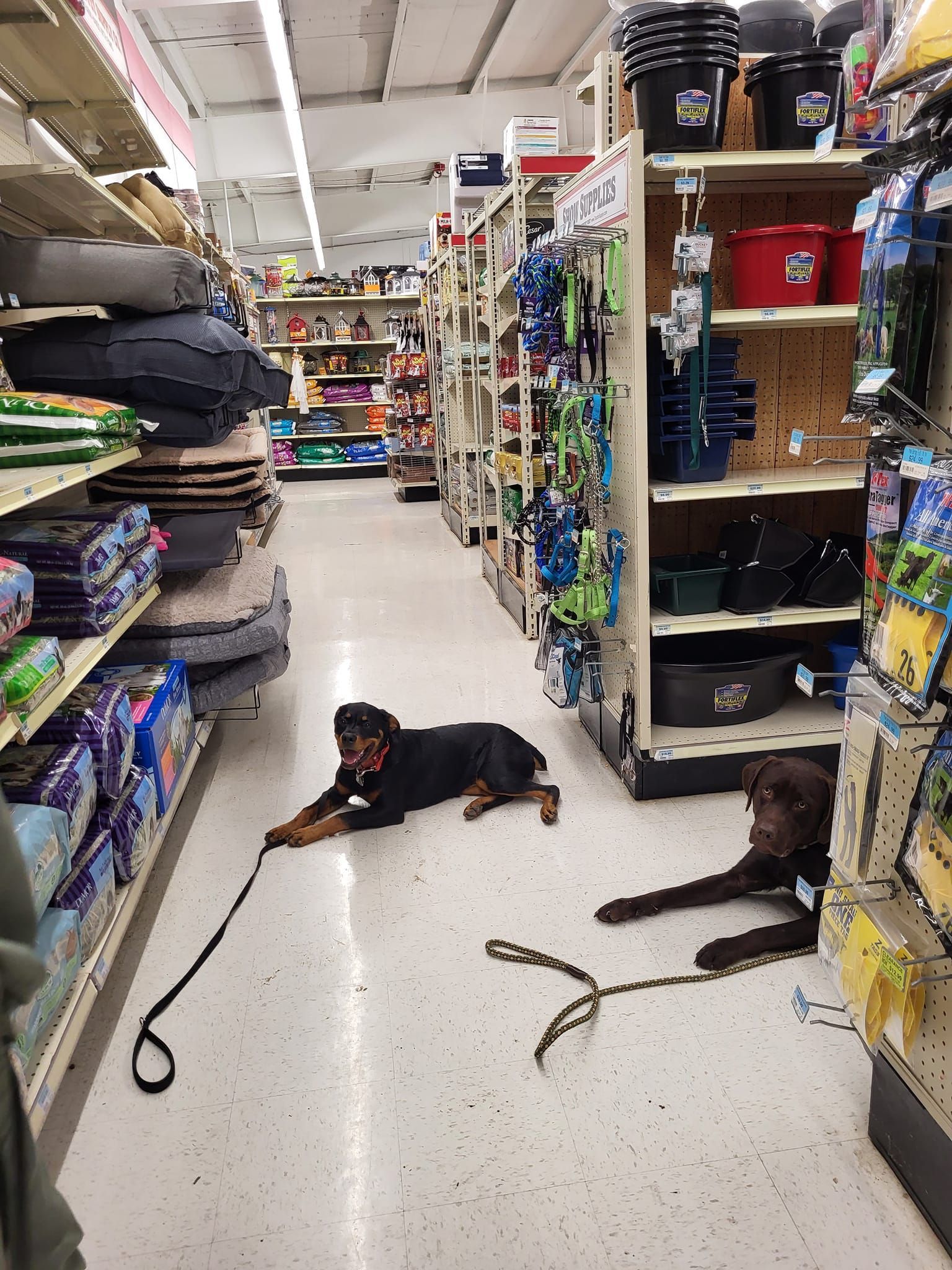 A dog is laying on a leash in a pet store