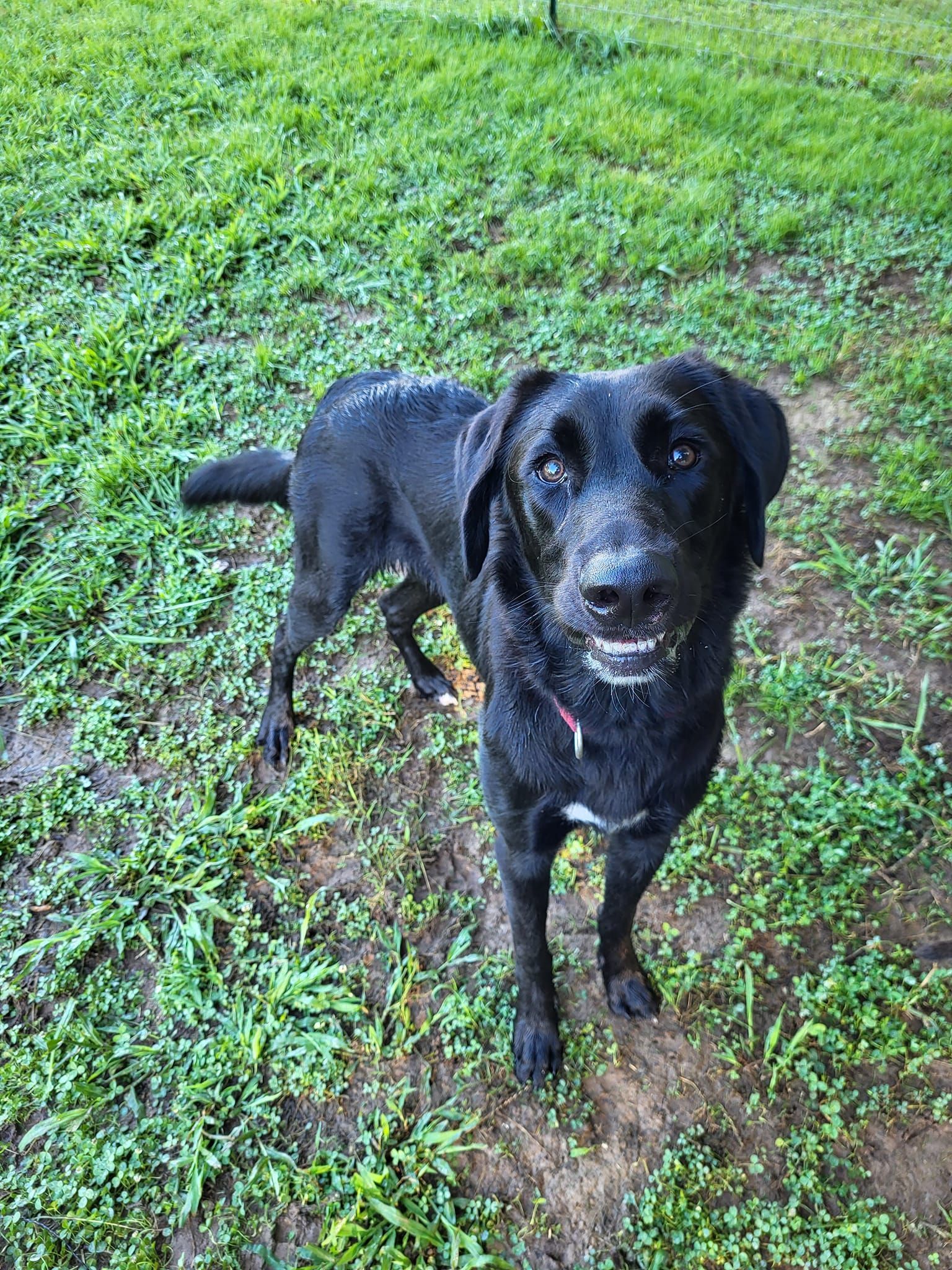 A black dog is standing in the grass and looking at the camera