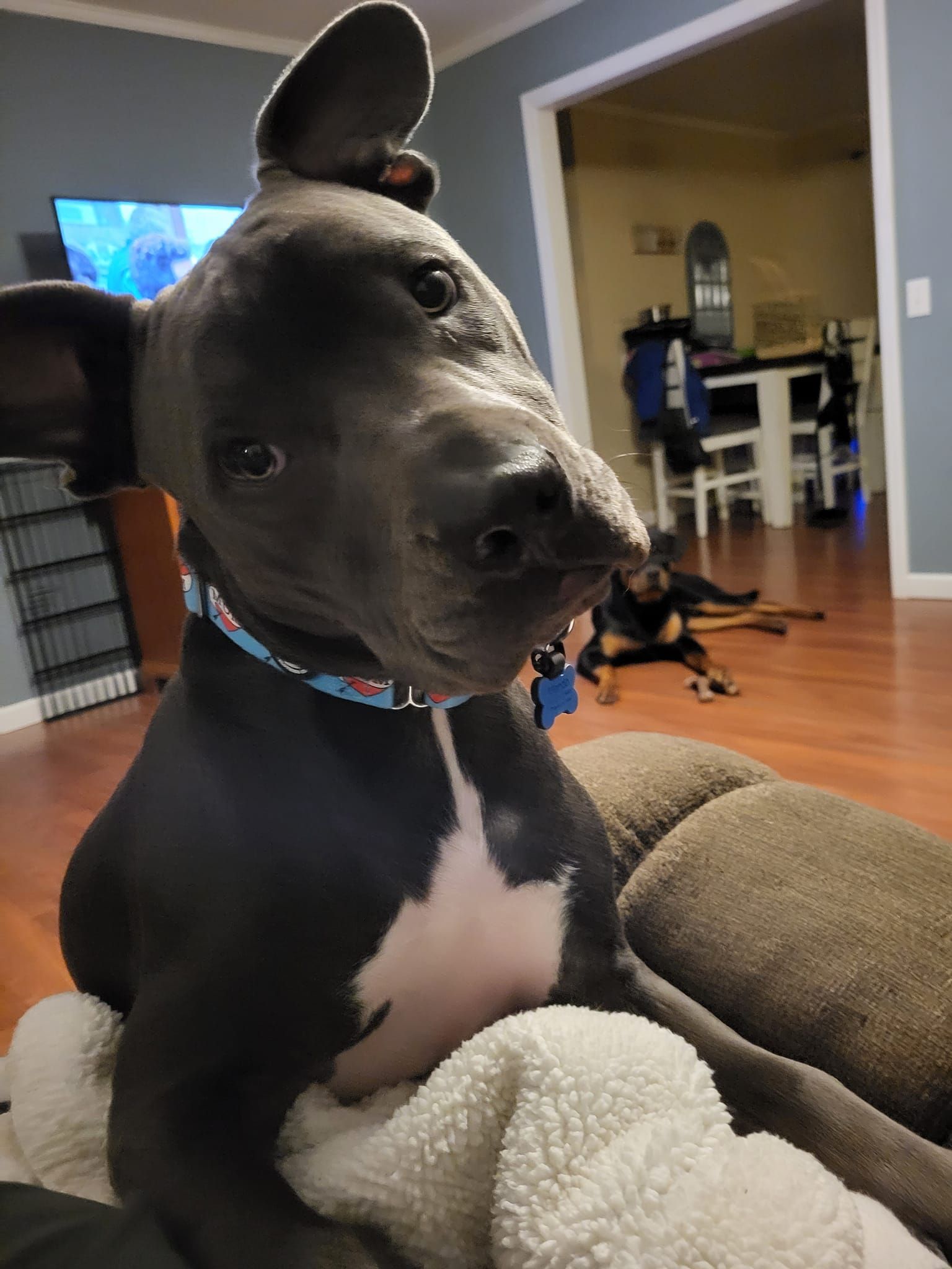 A black and white dog is sitting on a couch looking at the camera