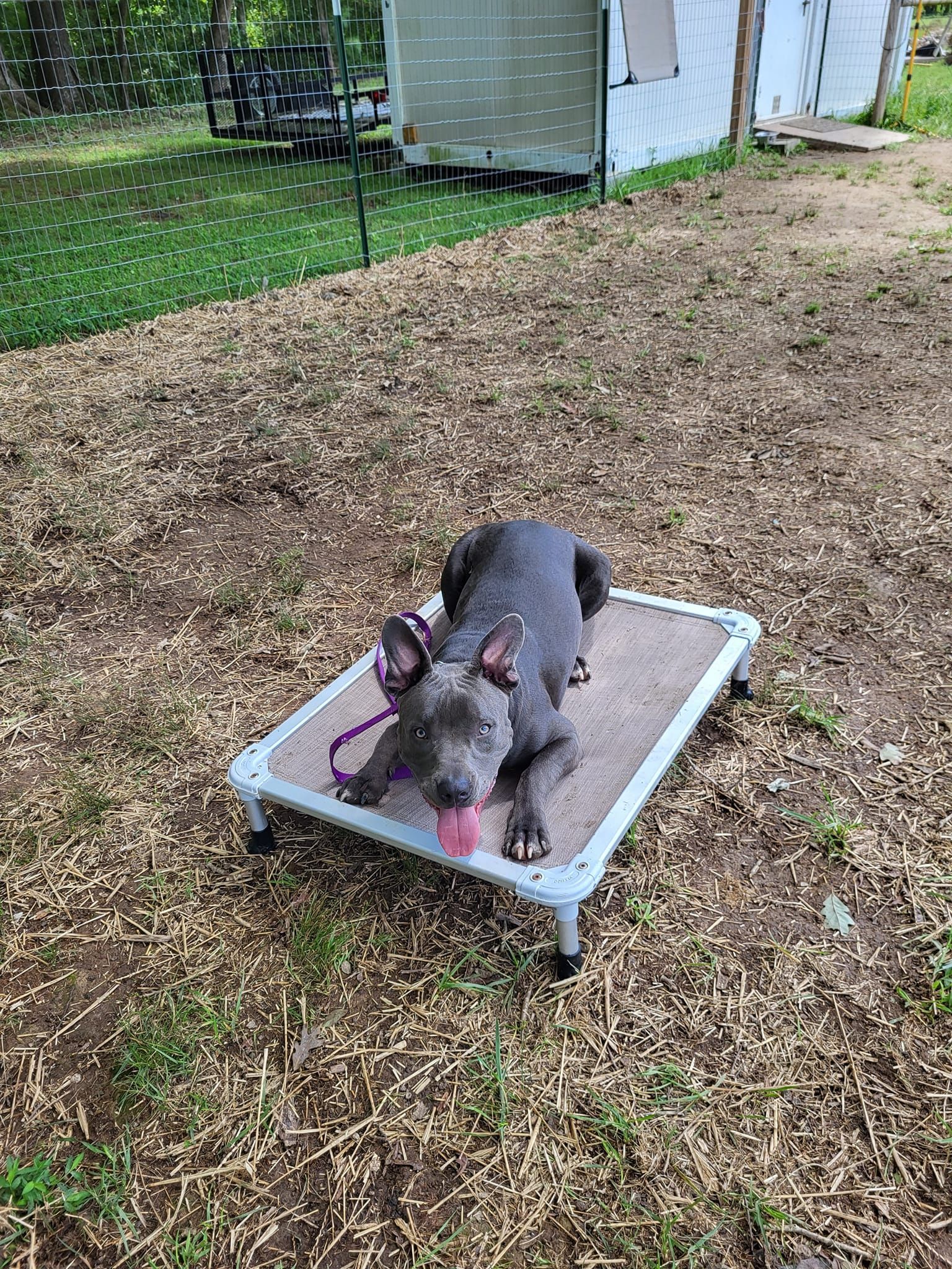 A dog is laying on a bed