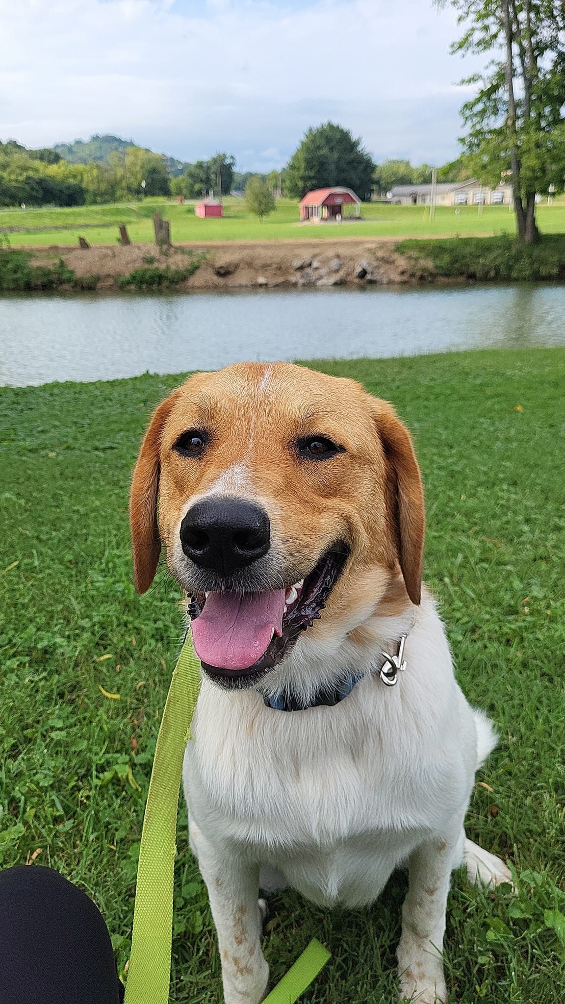 A brown and white dog is standing in the grass on a leash