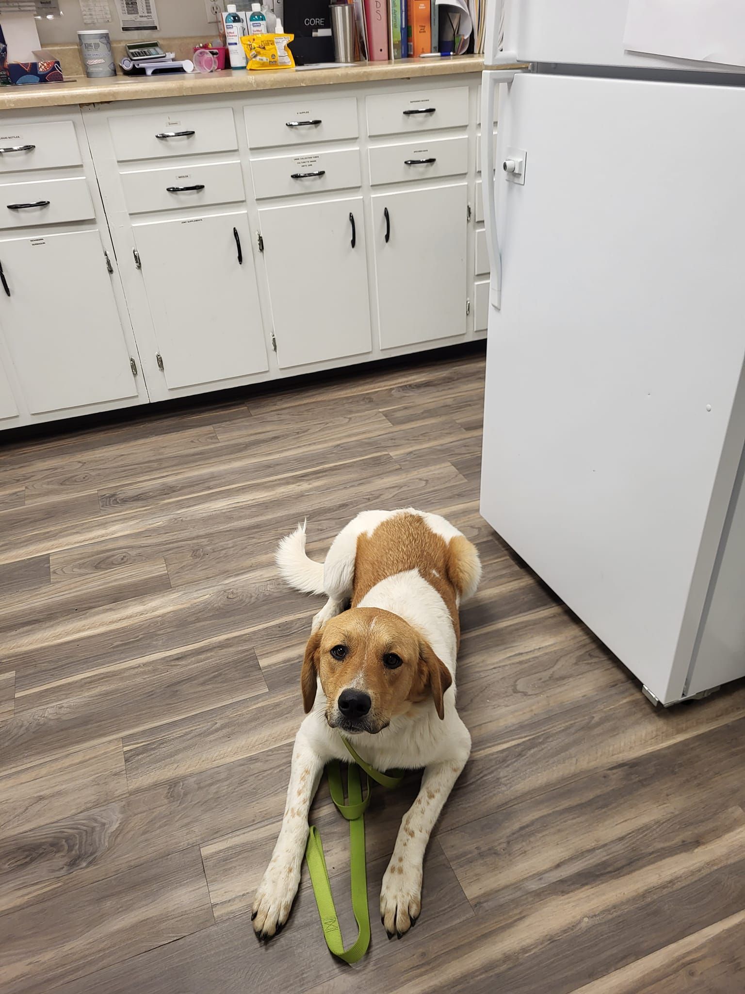 A brown and white dog is laying on the floor in a kitchen next to a refrigerator