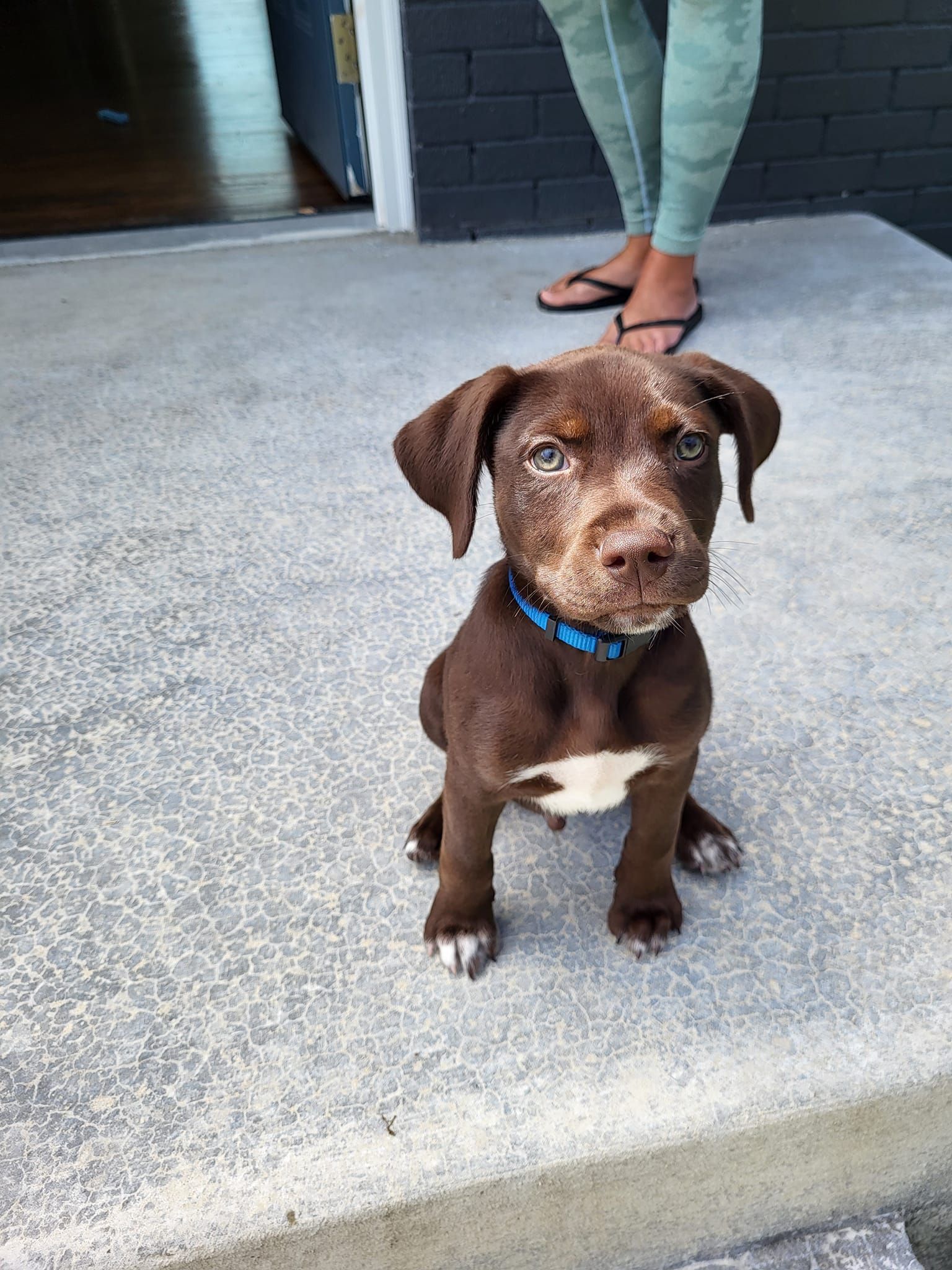 A brown puppy with a blue collar is sitting on a concrete step