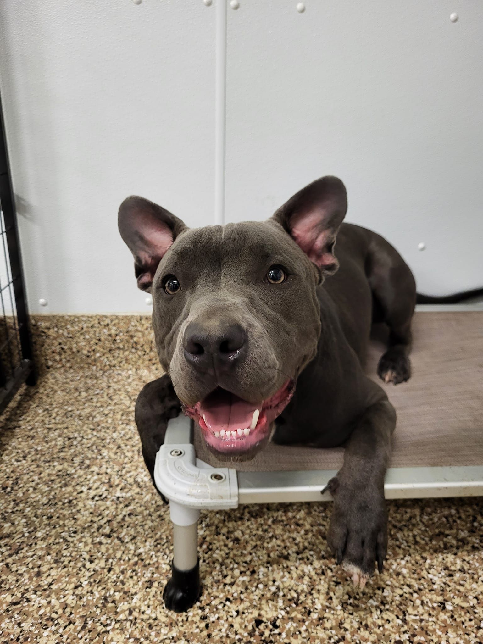 A dog is laying on a dog bed and smiling at the camera