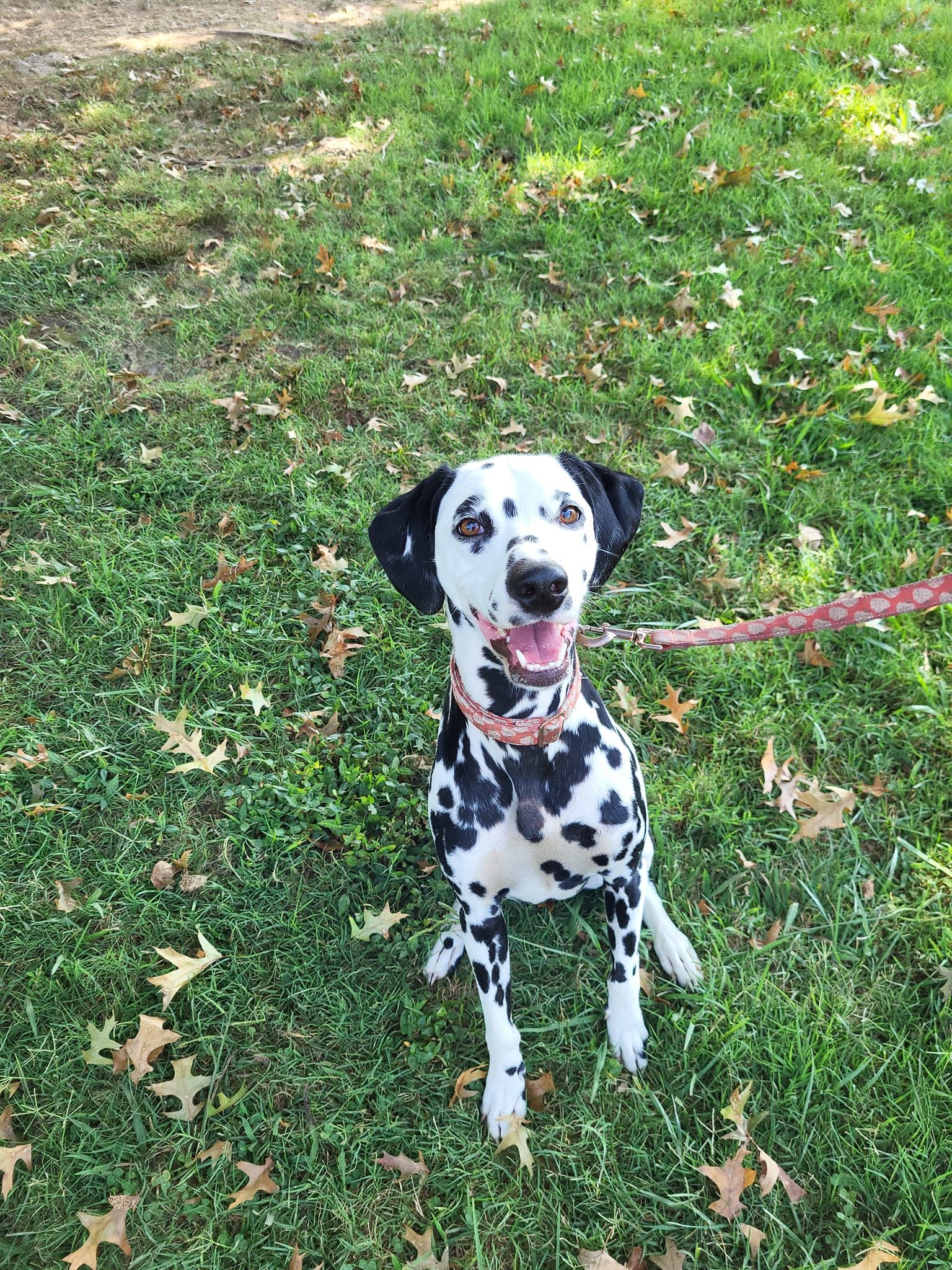 A dalmatian dog is sitting in the grass on a leash