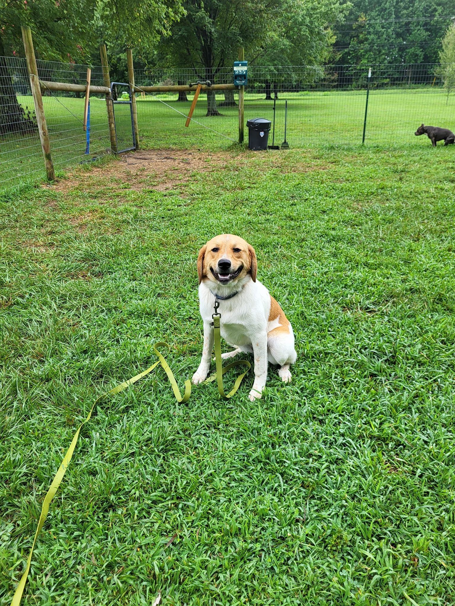 A dog is sitting on top of a lush green field