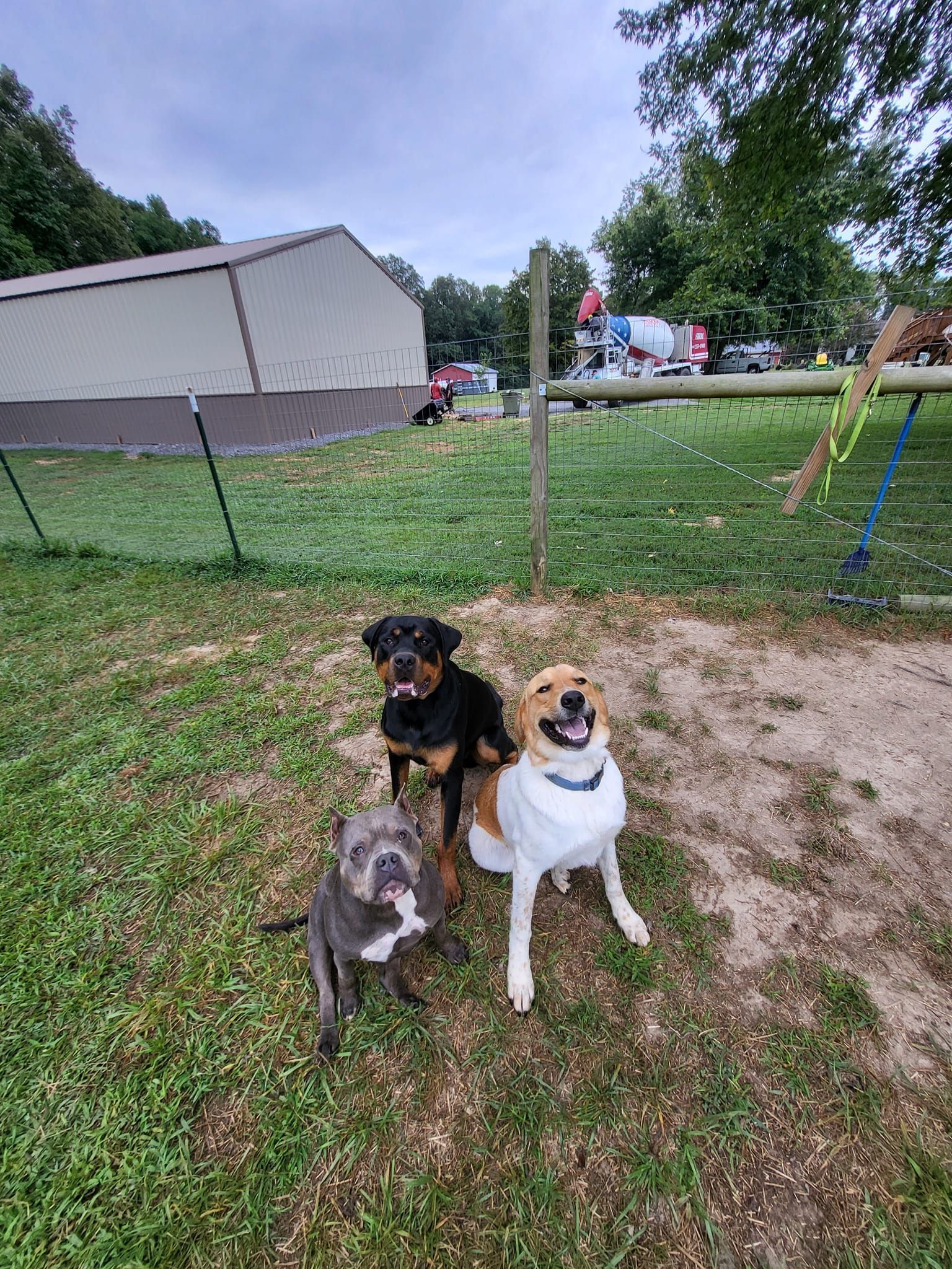 Three dogs are standing next to each other in a grassy field