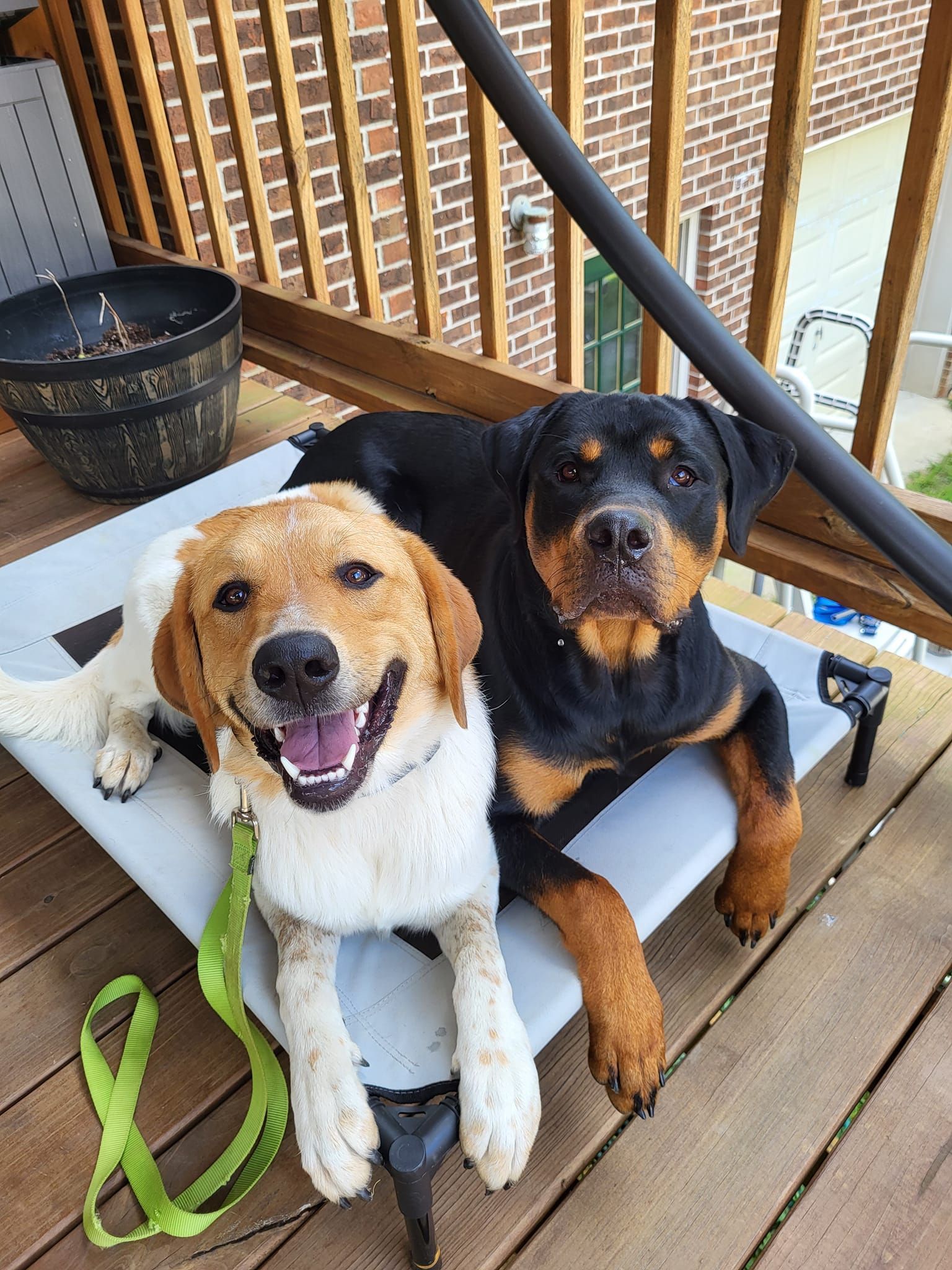 Two dogs are laying on a dog bed on a deck