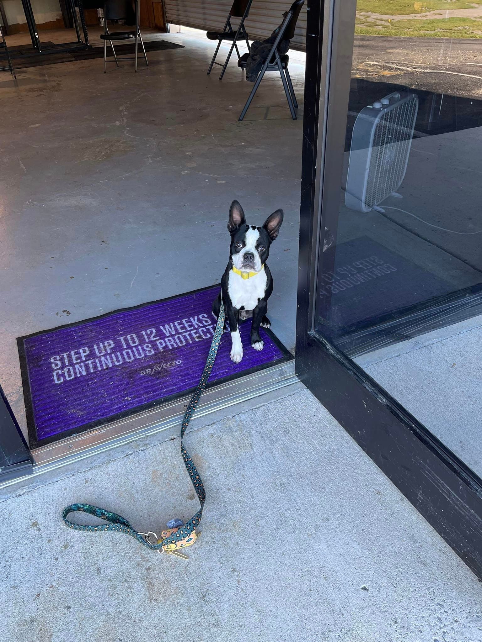 A black and white dog is sitting on a purple doormat