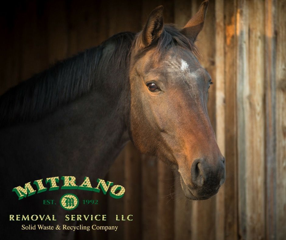 Brown horse with a white diamond on its forehead, looking towards the camera, in a wooden stable. Mitrano Removal Service logo.