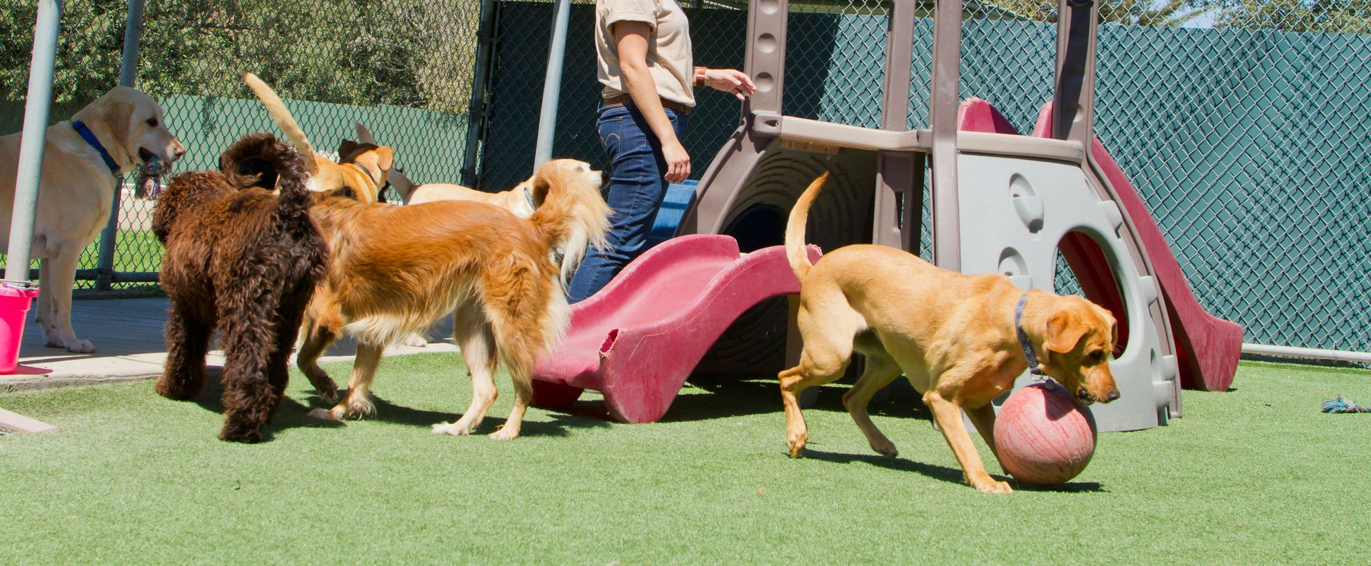 Dogs playing in a fenced outdoor daycare area with playground equipment, including one dog holding a ball.