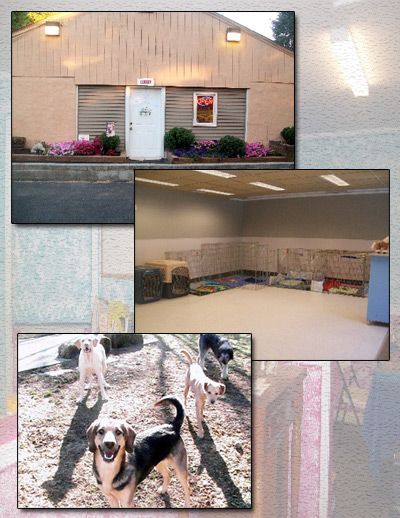 A collage featuring the exterior of a kennel, an indoor open play space, and a group of dogs playing outdoors.