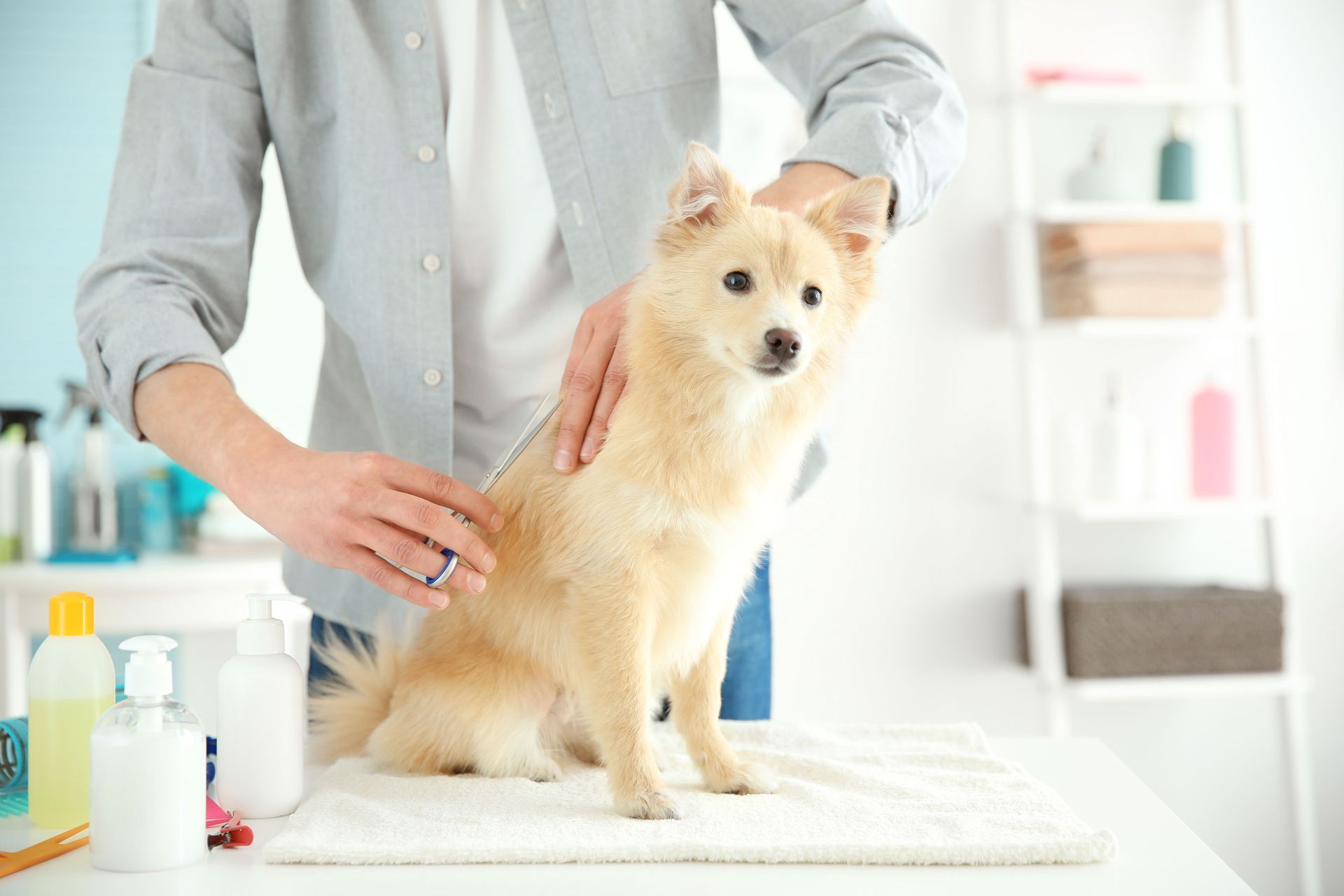 A person in a light blue shirt grooms a small, light-colored dog on a white table in a bright room.