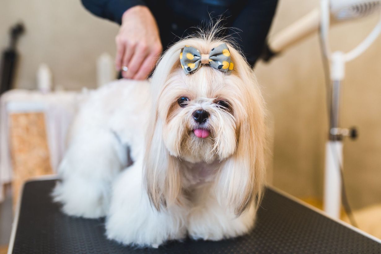 A small, white, long-haired dog with a grey patterned bow in its hair sits on a grooming table with its tongue sticking out.