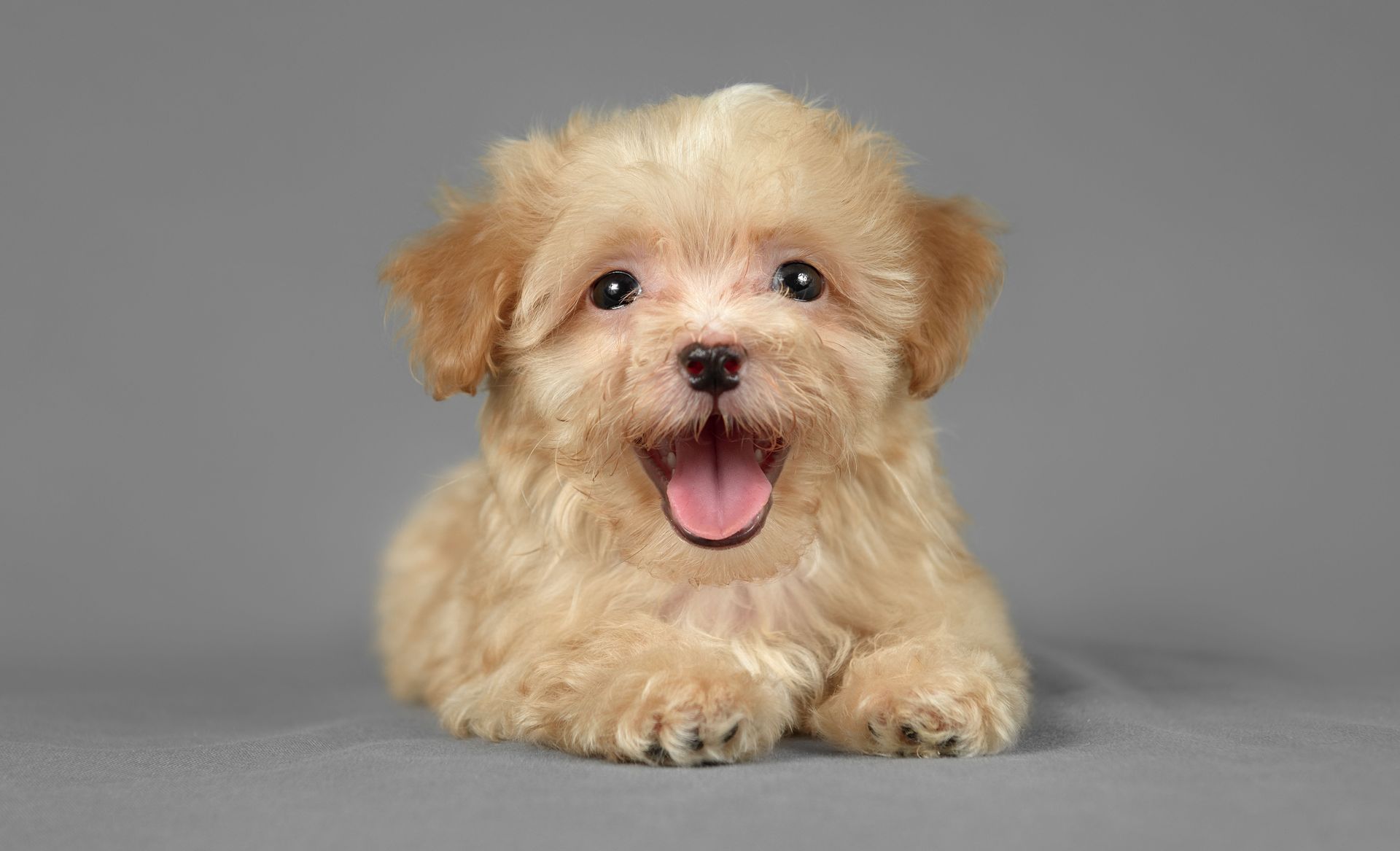 A small, fluffy, light-brown puppy with its mouth open and tongue out, sitting against a plain grey background.