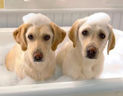 Hannah's House Kennels For Dogs