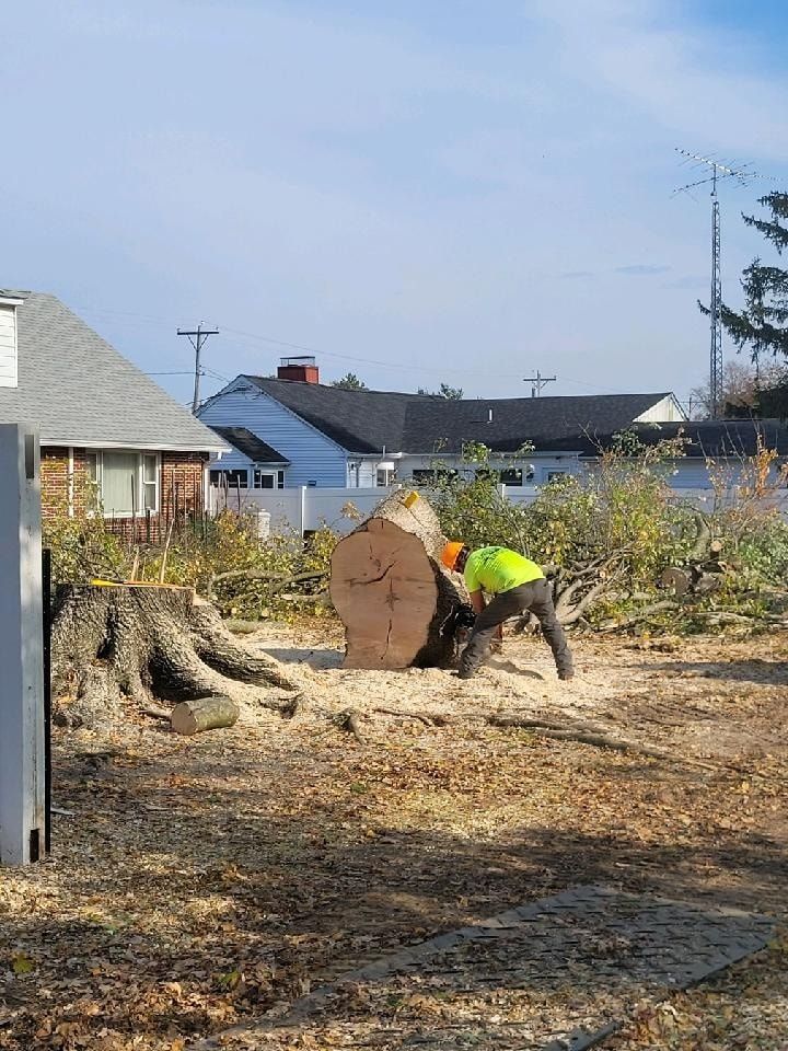 Man in safety gear using chainsaw on a large tree trunk; sawdust on ground.